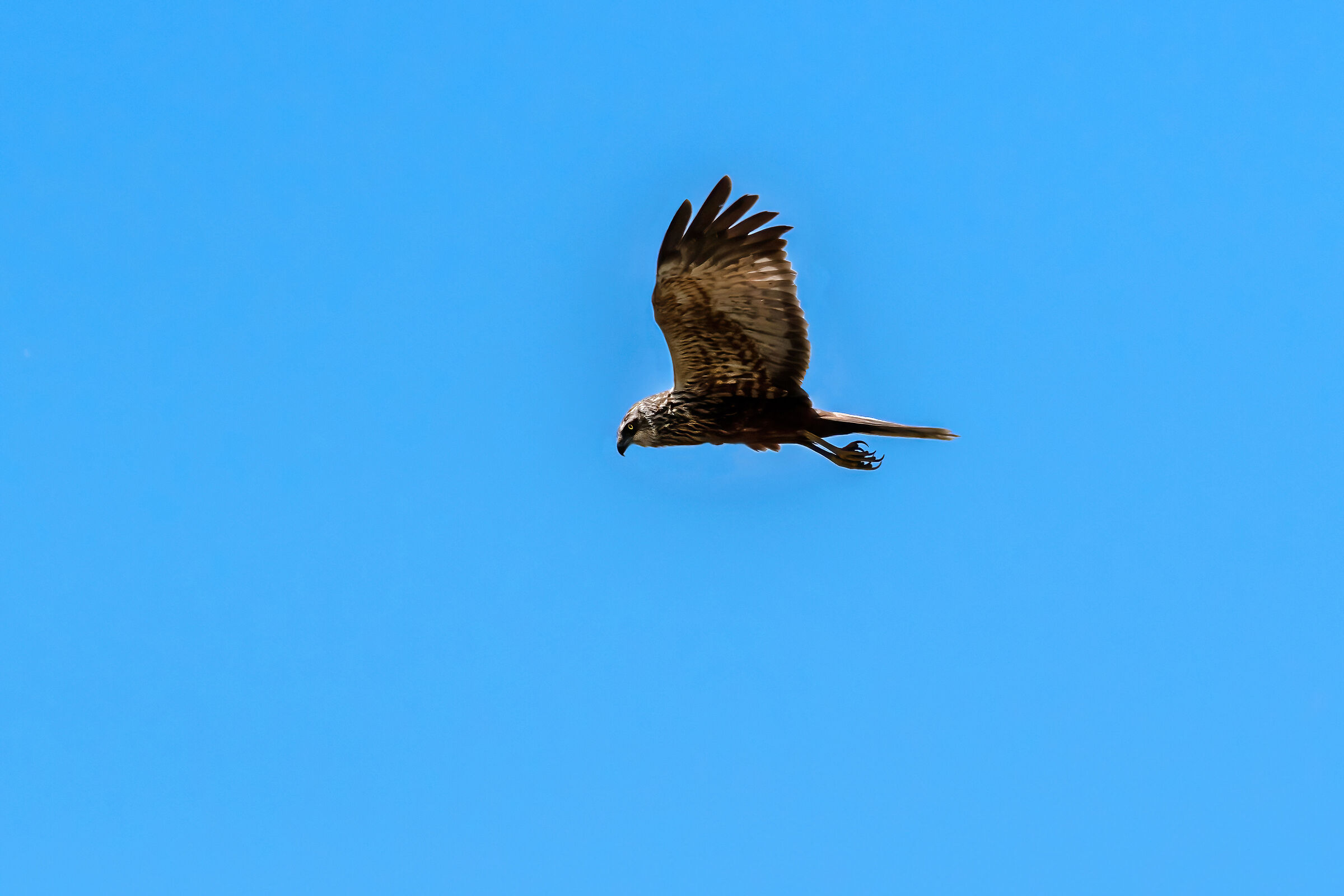 Marsh harrier (Circus aeruginosus)