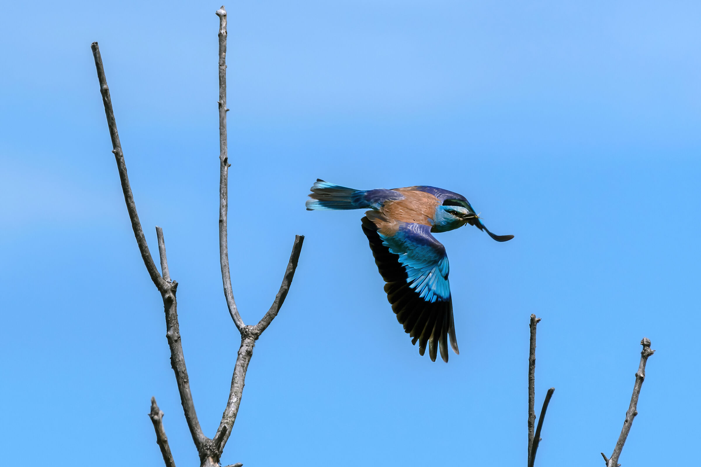 Jay (Coracias garrulus)