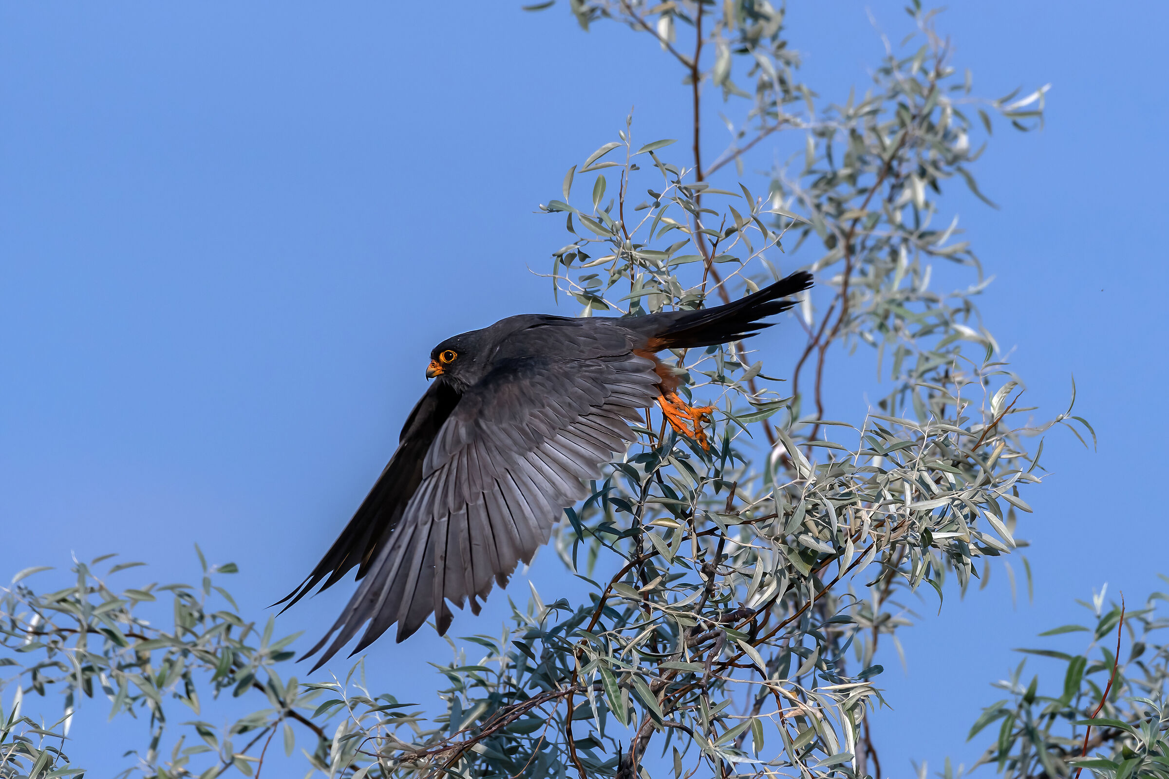 Falco-cuculo (Falco vespertinus)