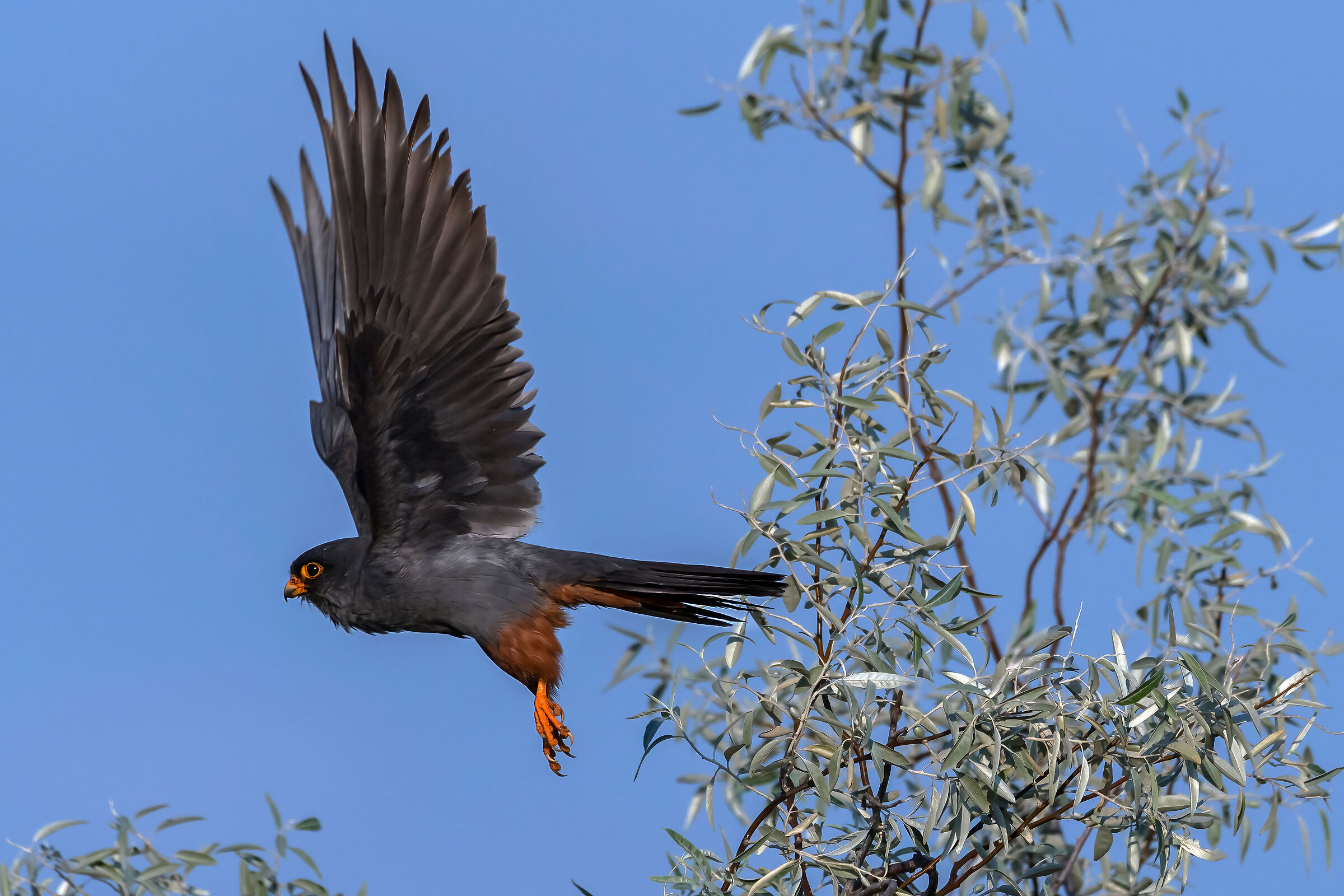 Hawk-cuckoo (Falco vespertinus)
