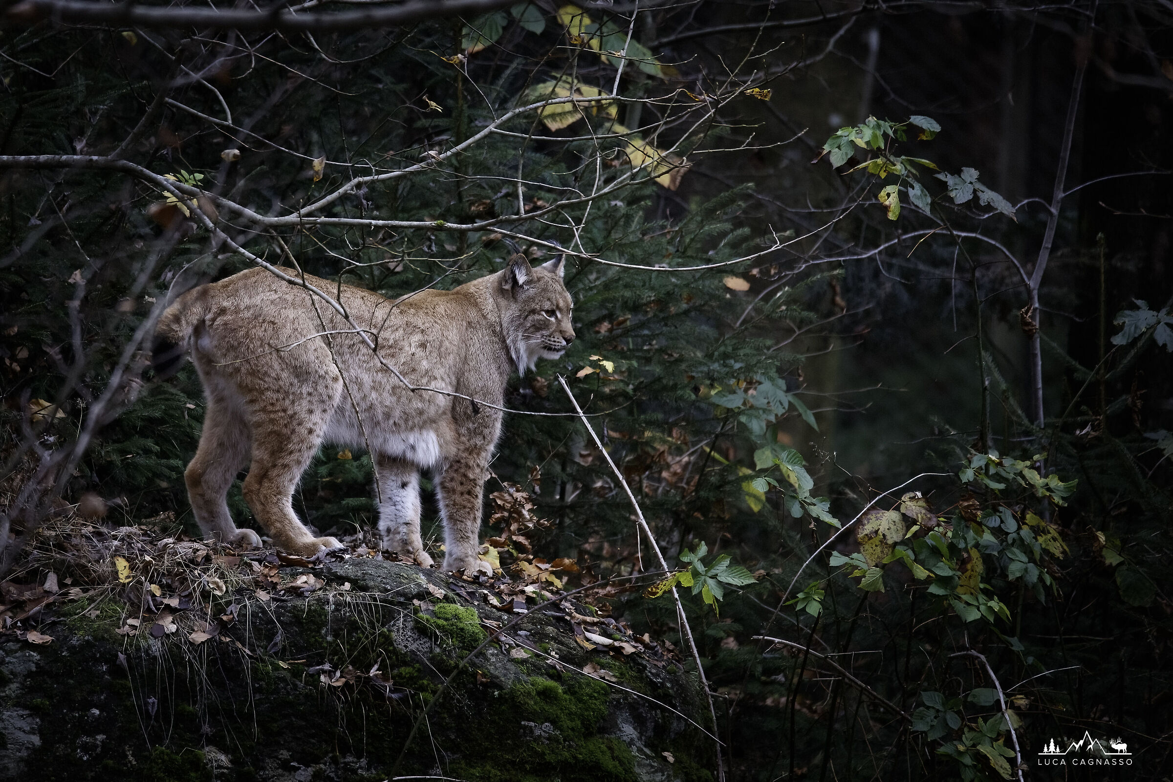 Lince