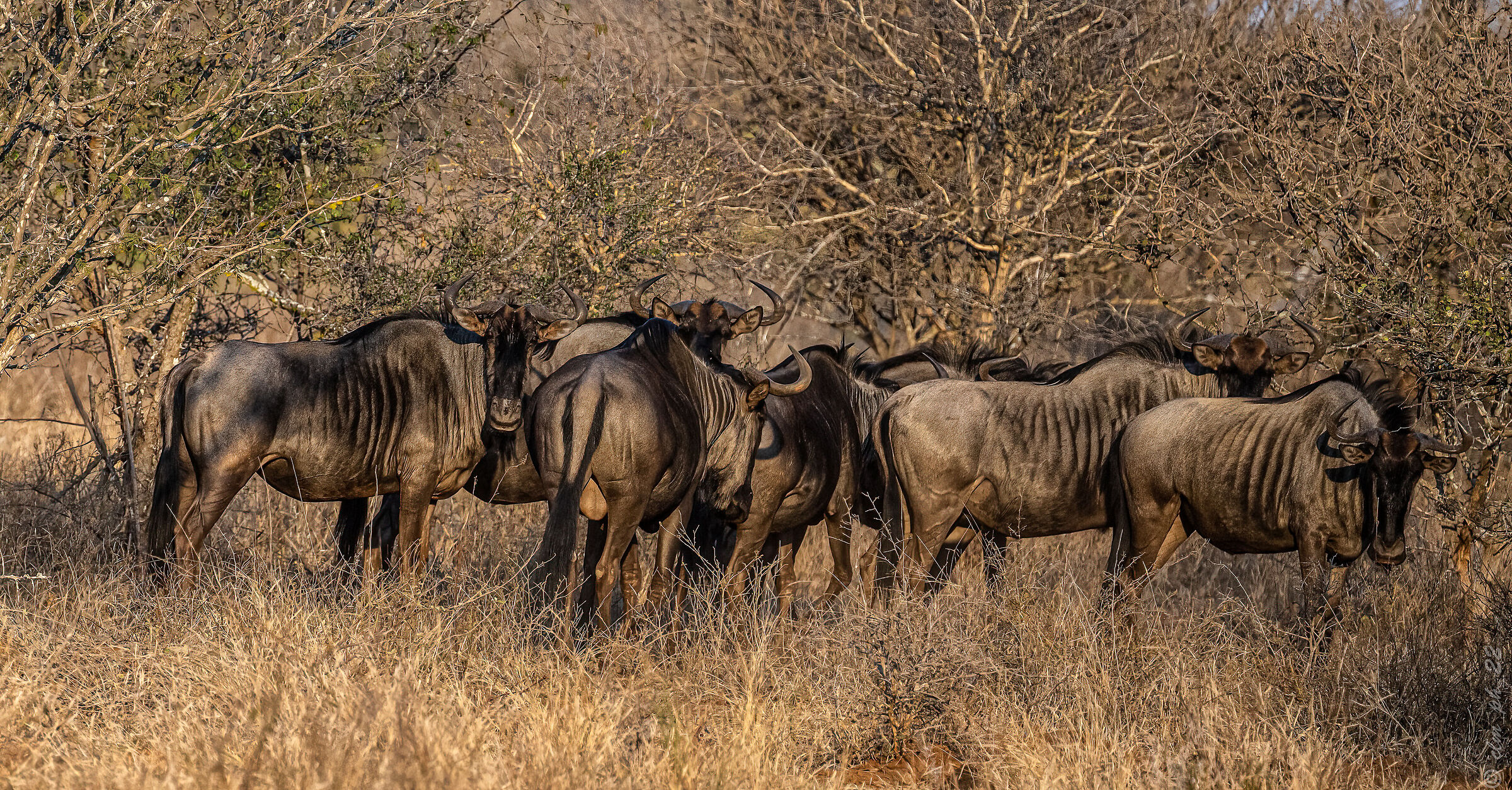 Pack of GNU