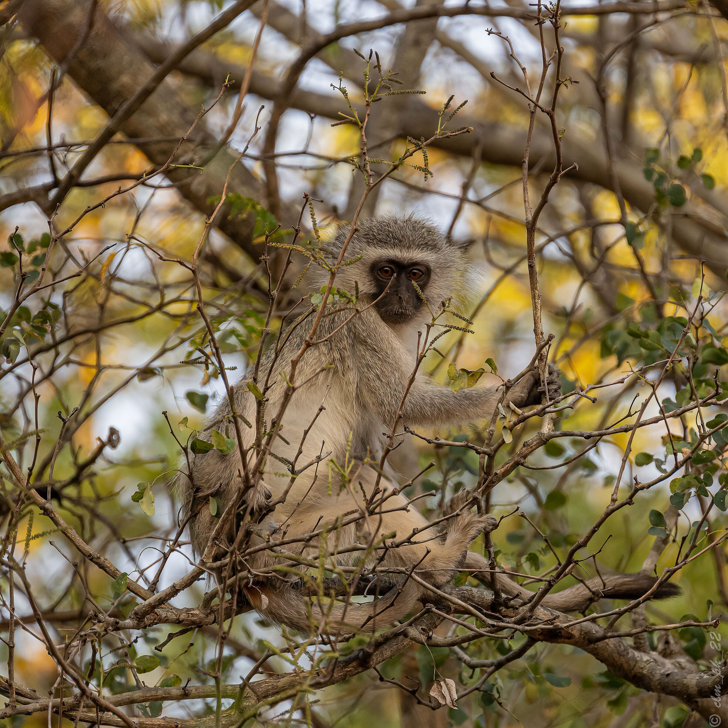 Grey-green monkey
