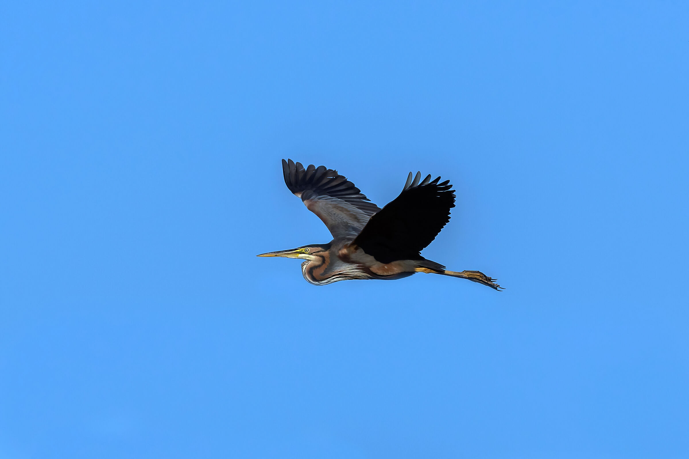 Purple Heron (Ardea purpurea)