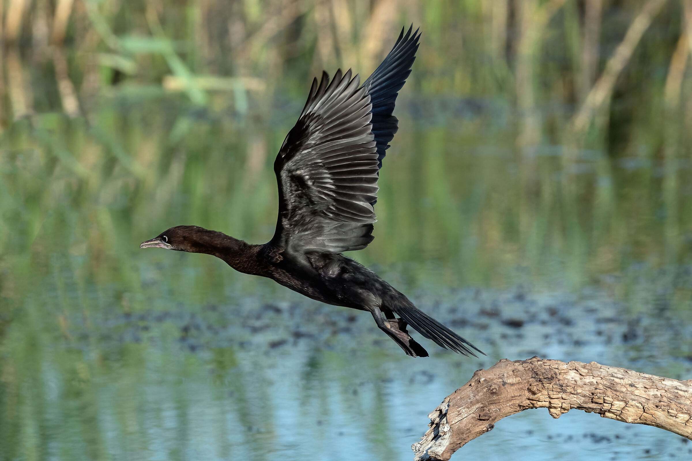 Lesser shag (Phalacrocorax pygmeus)