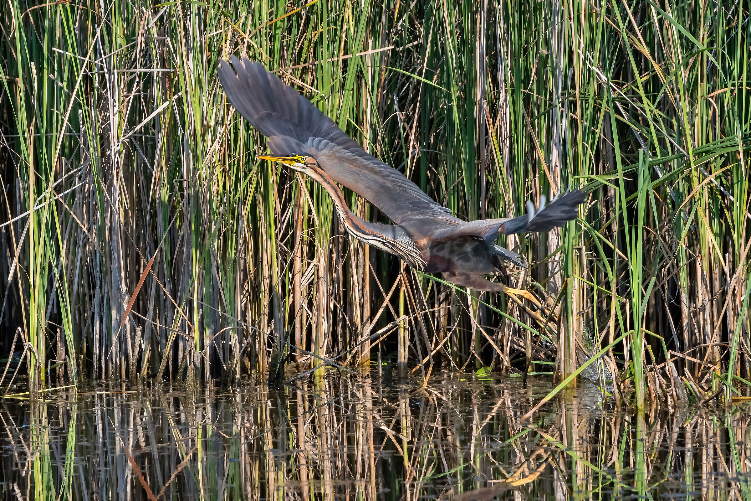 Purple Heron (Ardea purpurea)