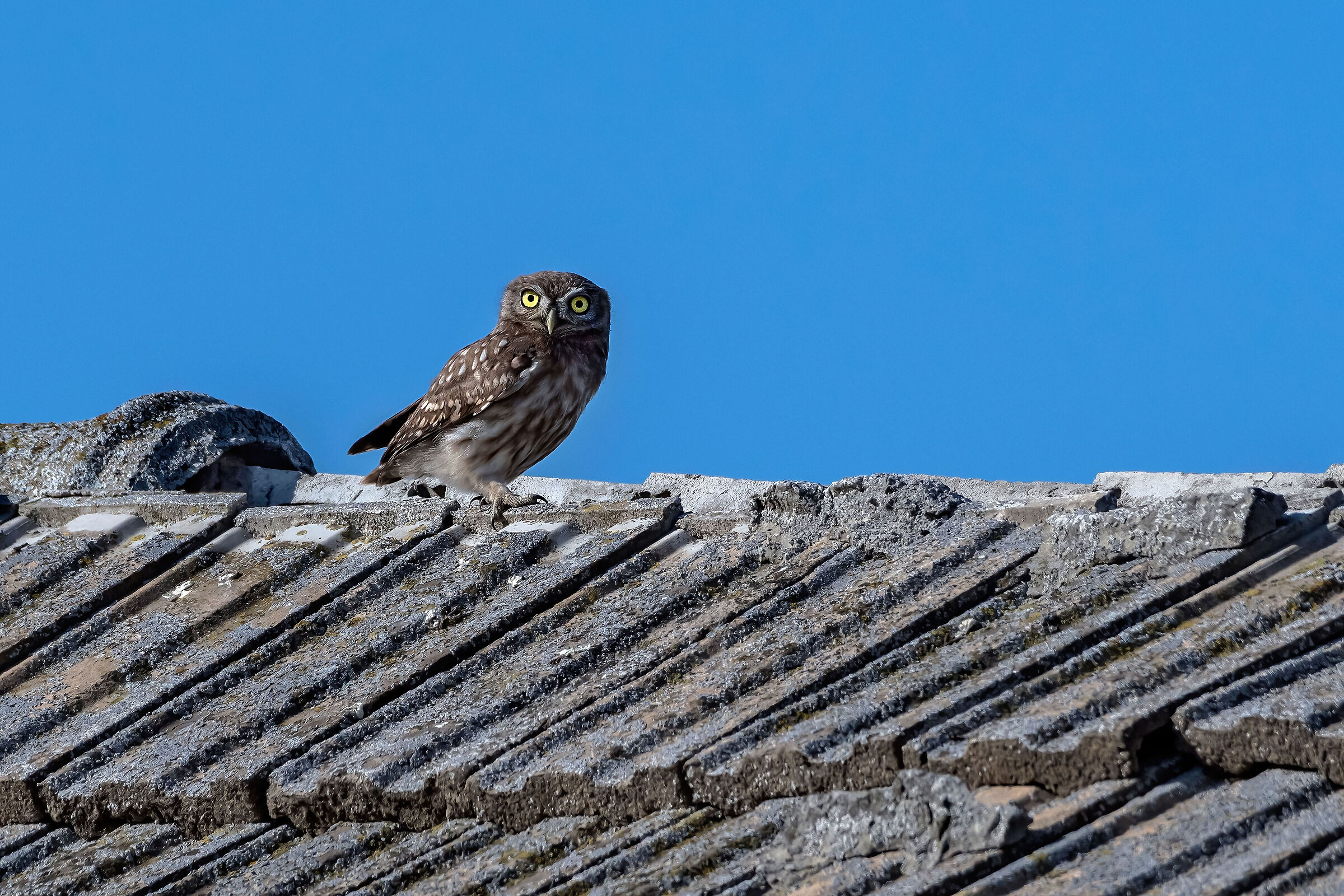 Owl (Athene noctua)