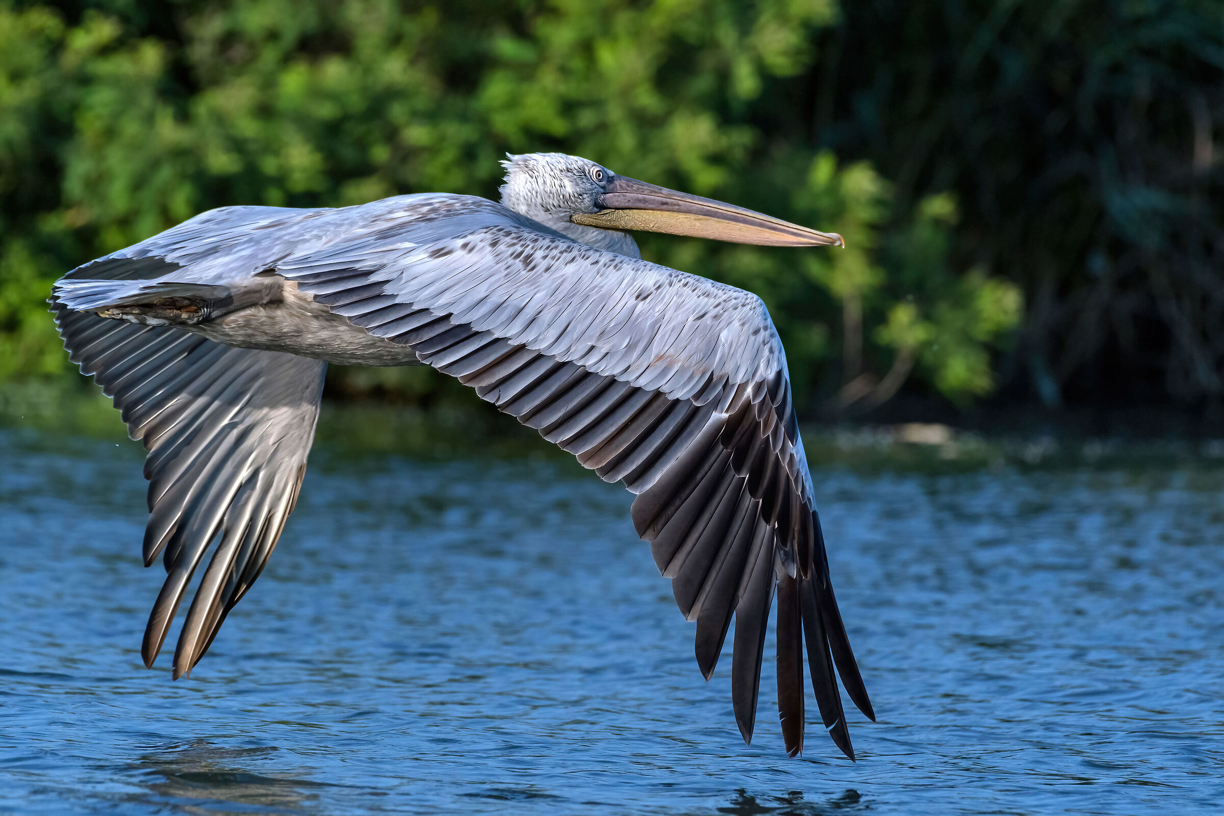 Pellicano (Pelecanus onocrotalus)