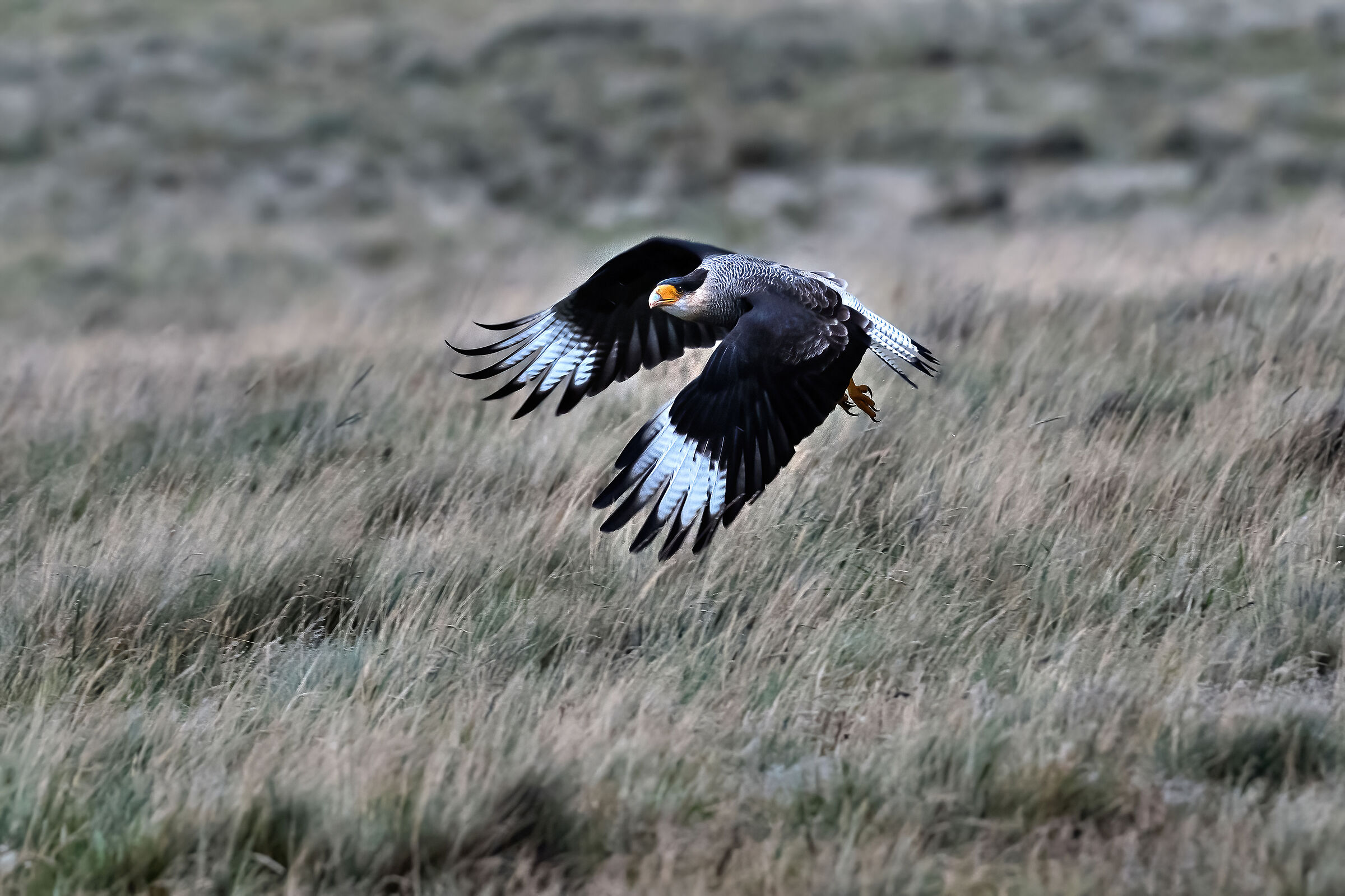 Southern Caracara (Caracara plancus)