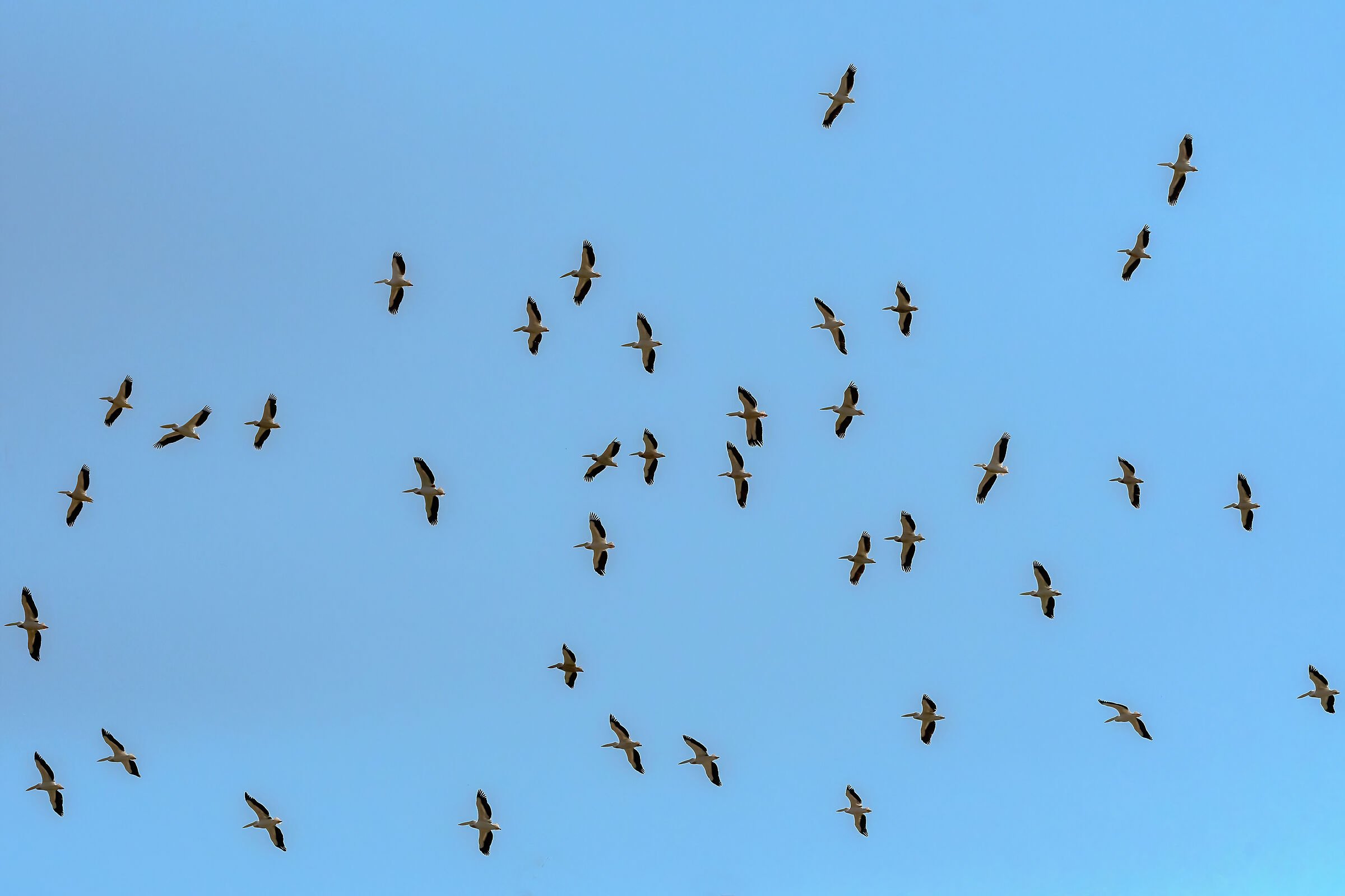Pellicani (Pelecanus onocrotalus)