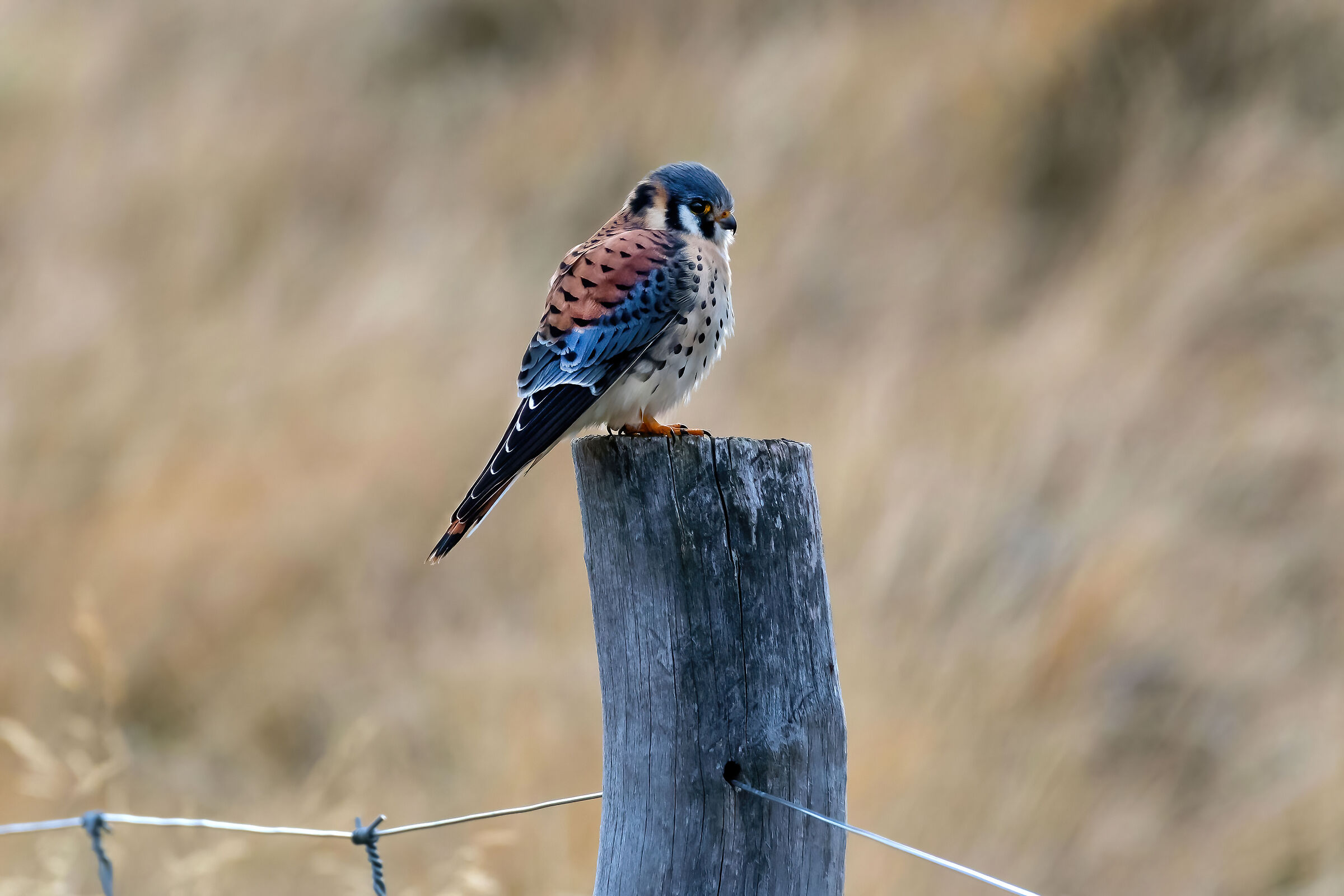 Gheppio americano (Falco sparverius)
