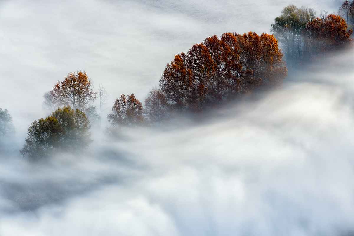 The foliage of the fog