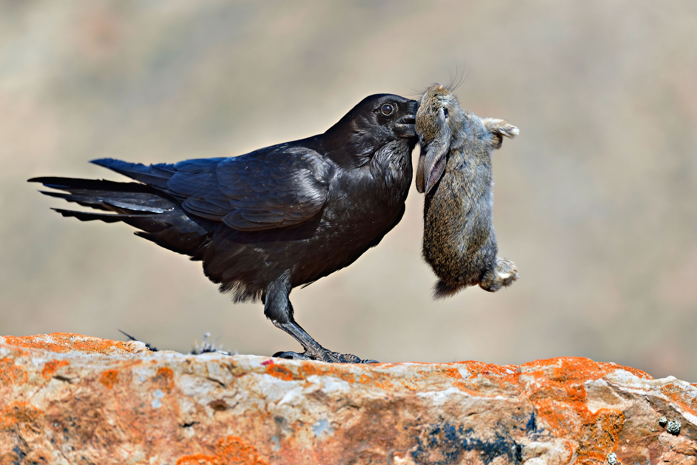 Imperial raven (Corvus corax canariensis)