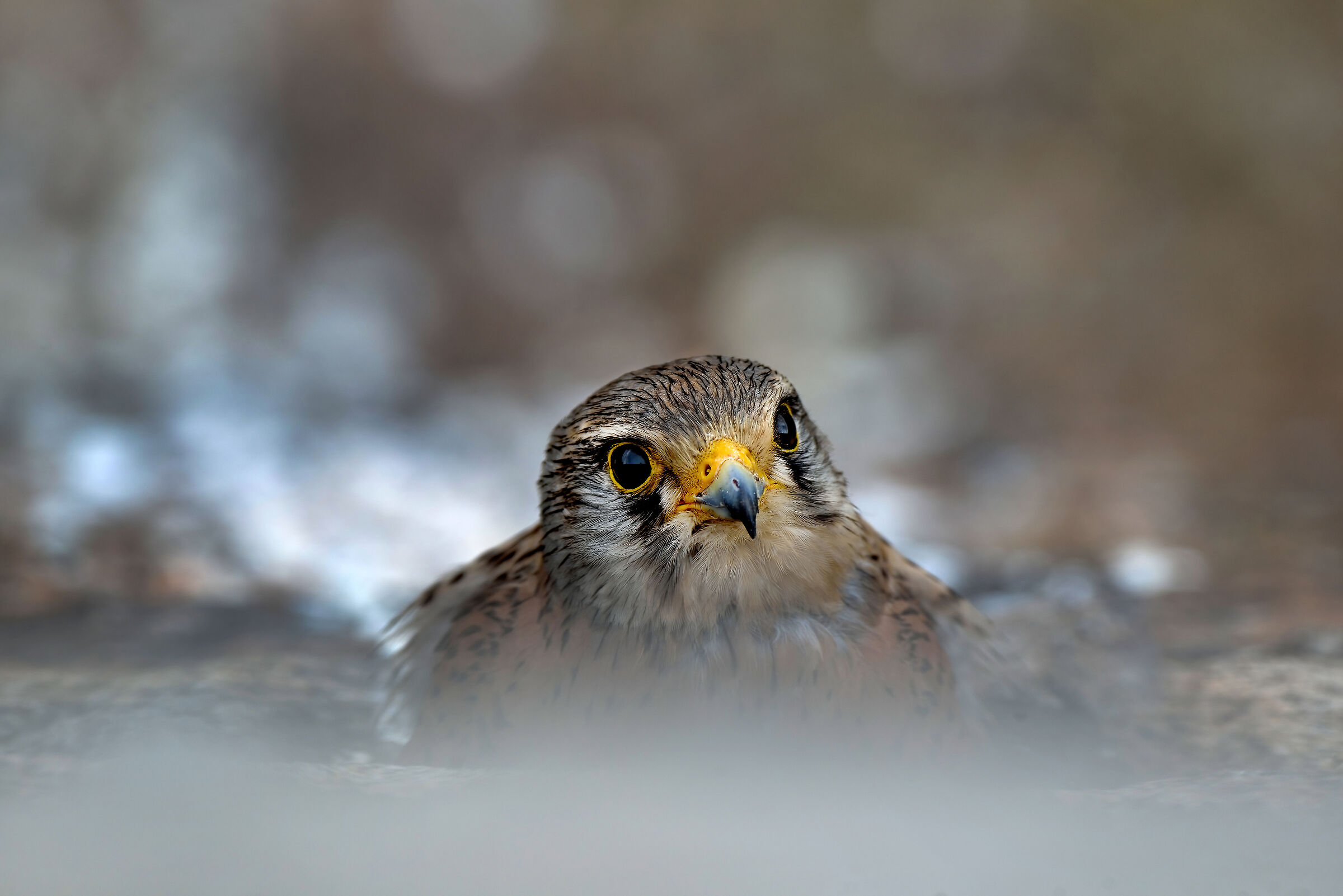 Kestrel (Falco tinnunculus dacotiae)