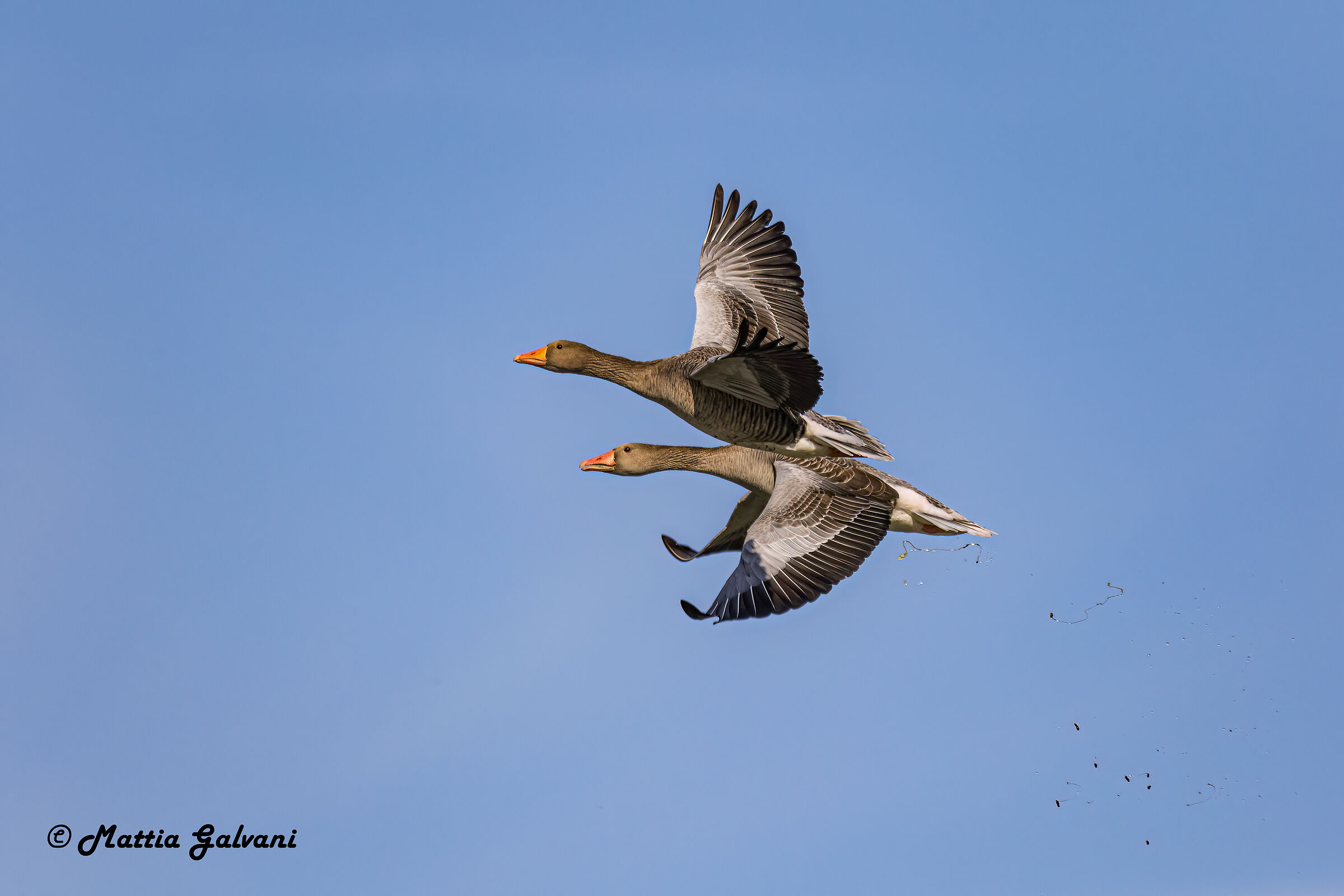 Mirare...sganciare...