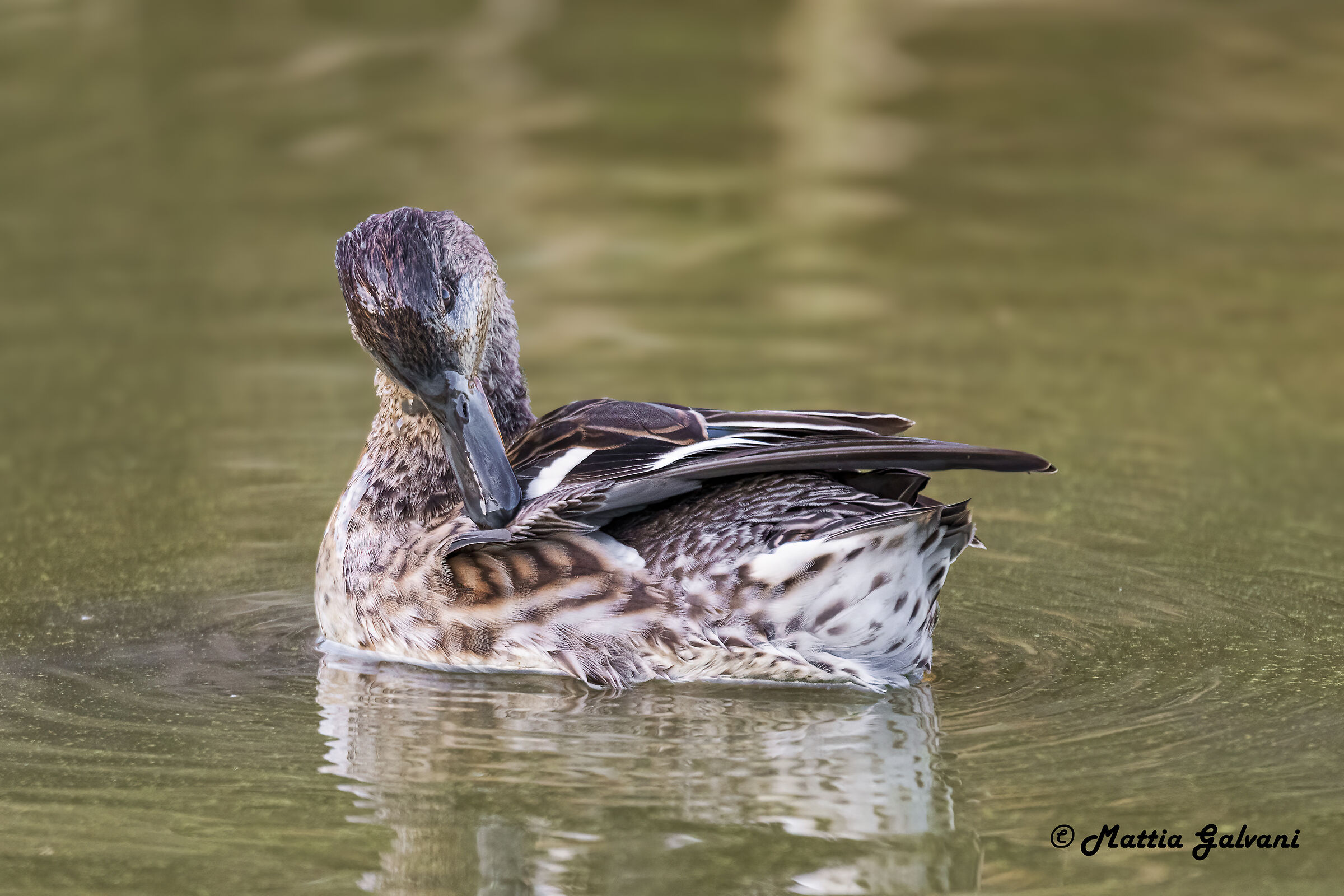 Pulizie di primavera...