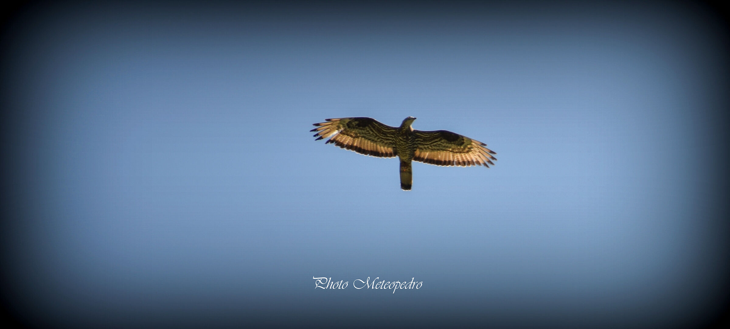 (625) Falco pecchiaiolo