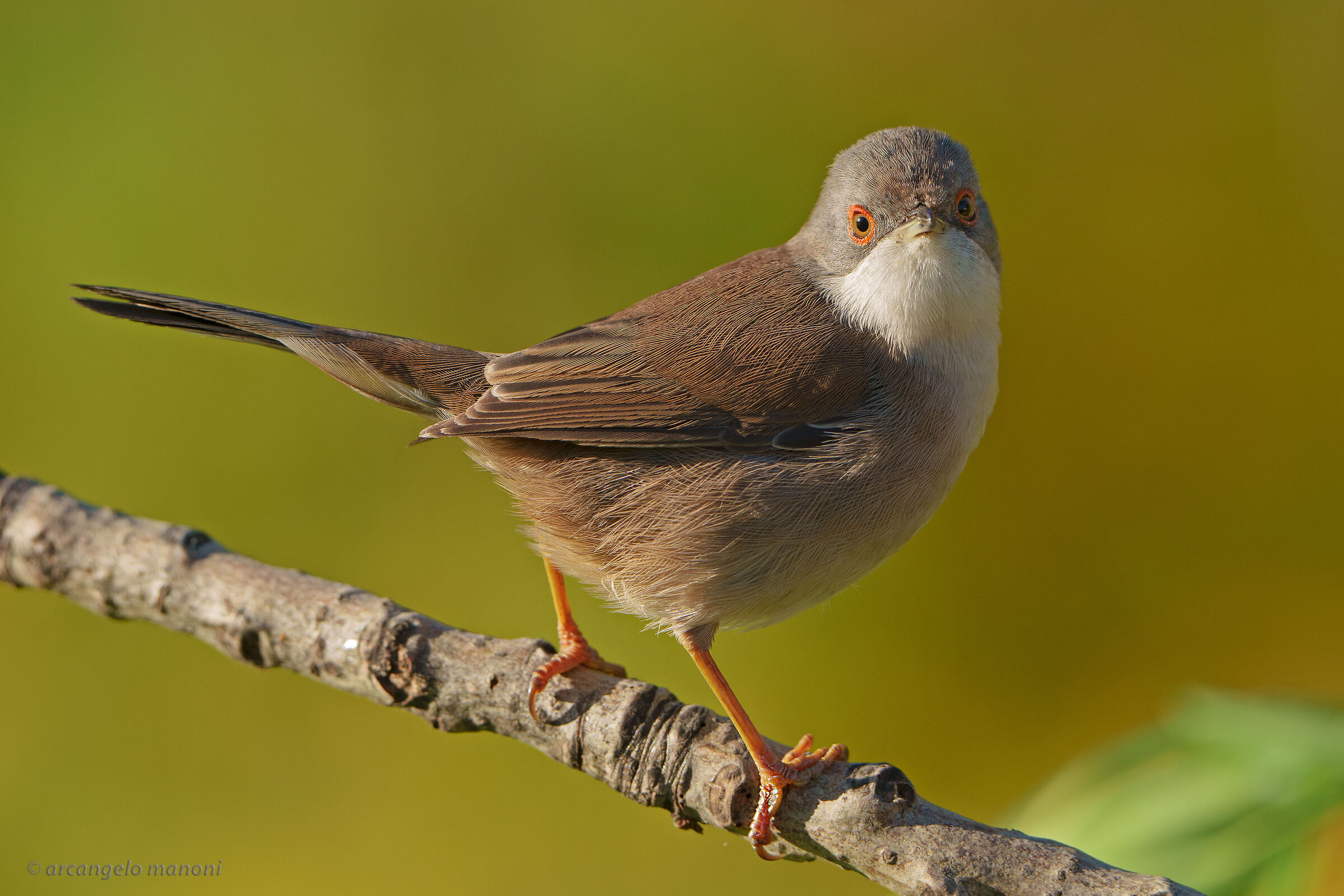 The warm colors of the female occhiocotto