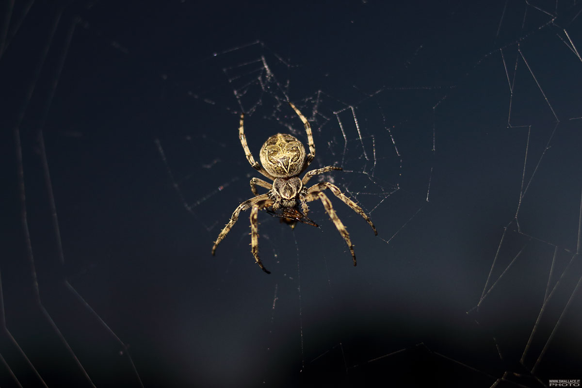 Spider