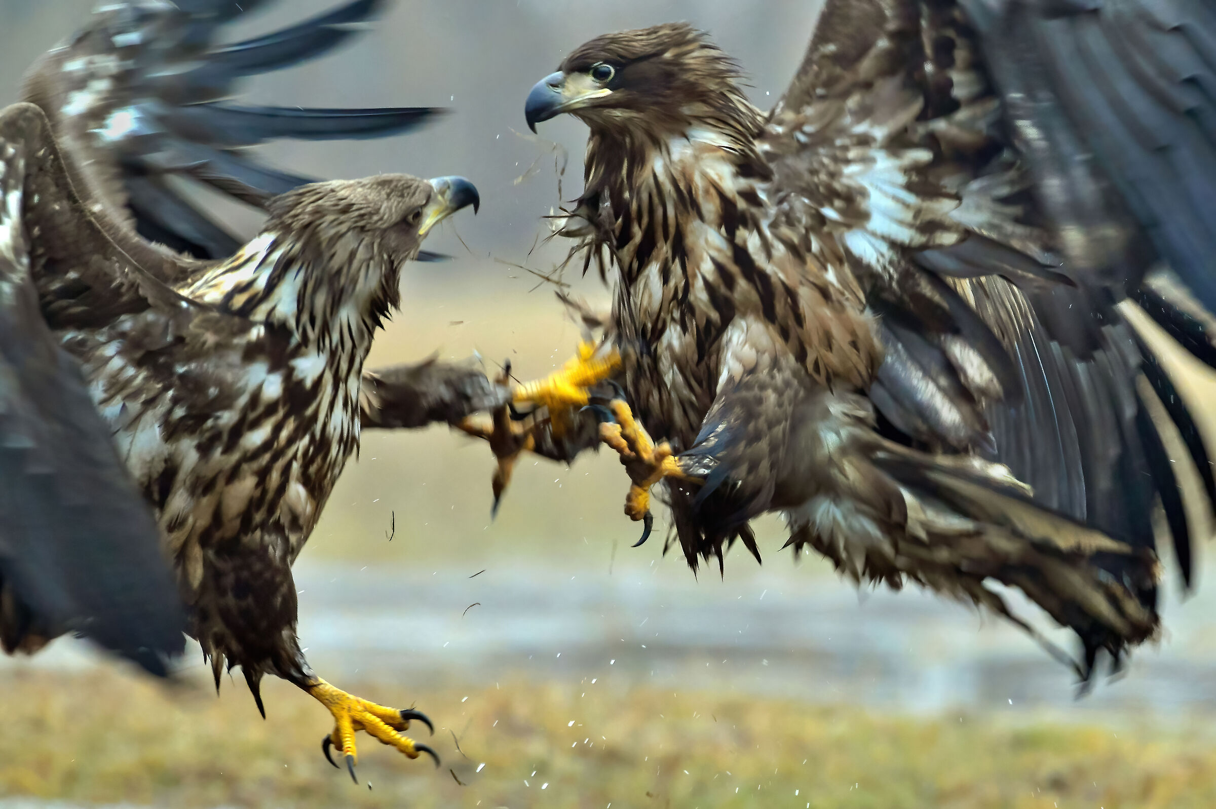 Aquile di mare (Haliaeetus albicilla)