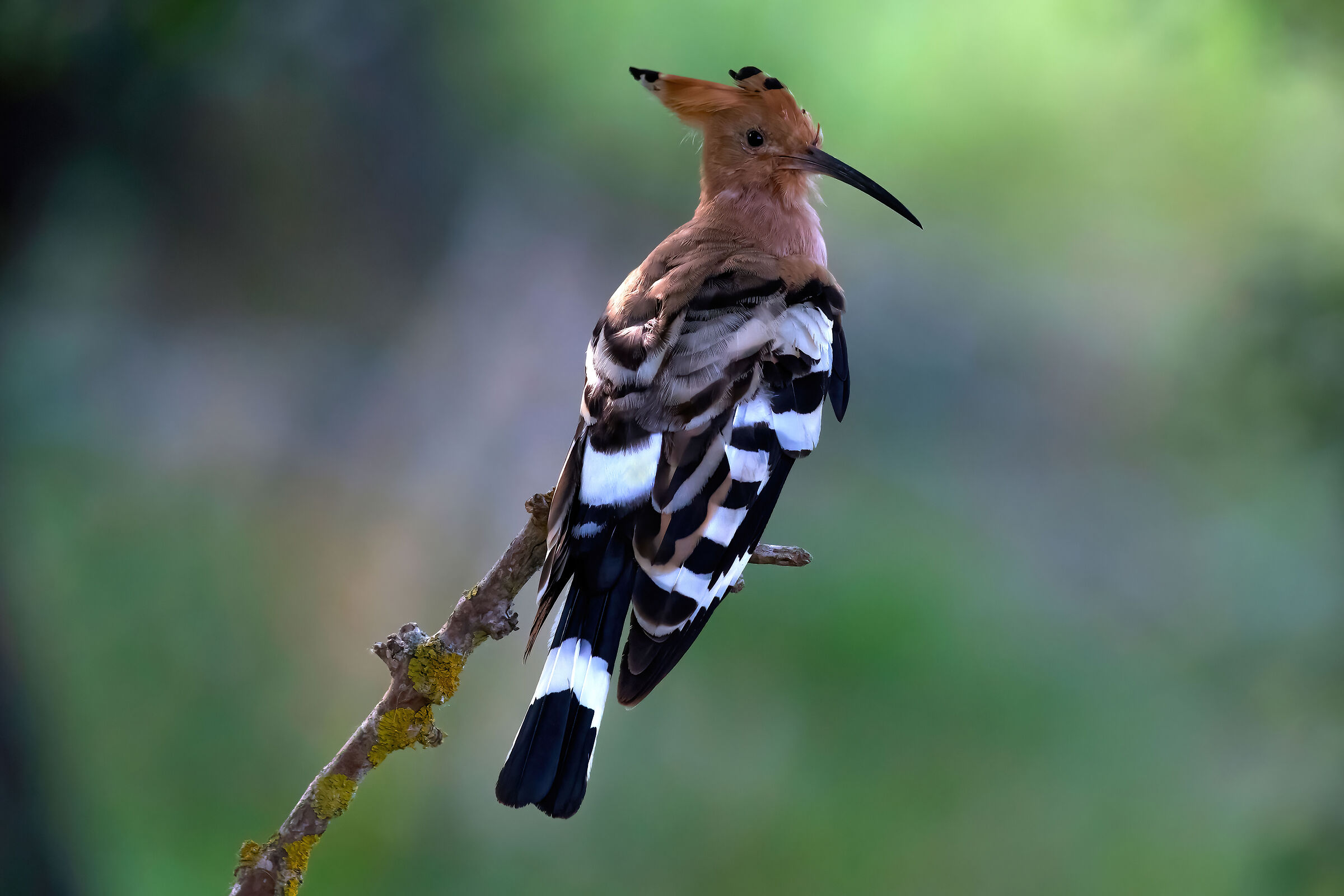 Hoopoe (Hoopoe epops)