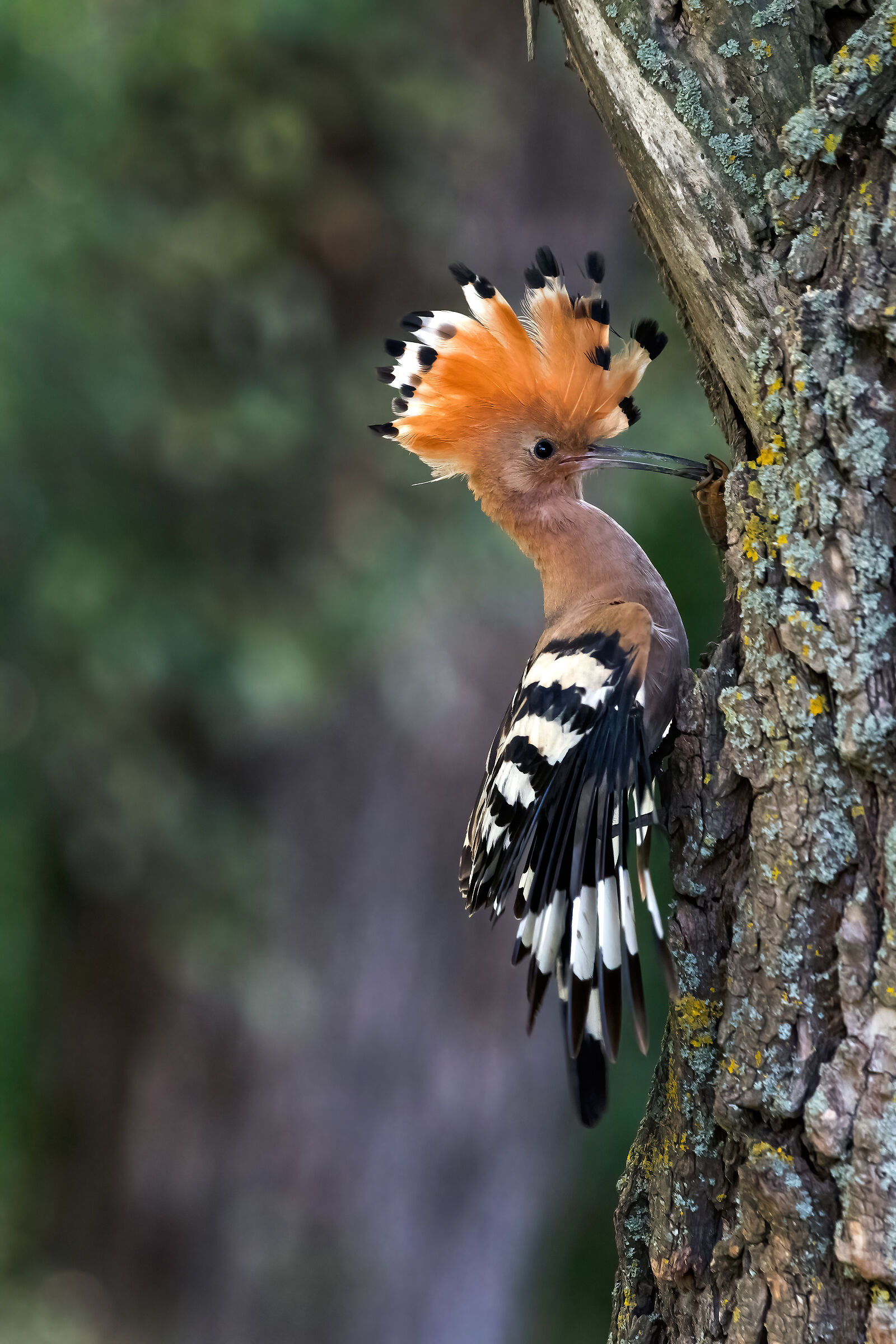 Upupa (Upupa epops)