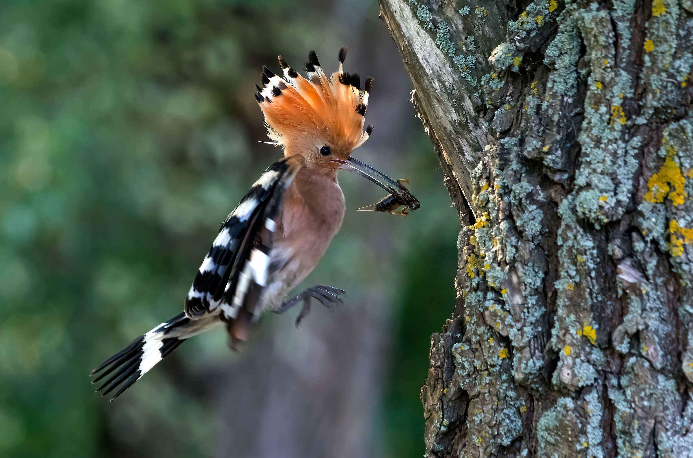 Hoopoe (Hoopoe epops)