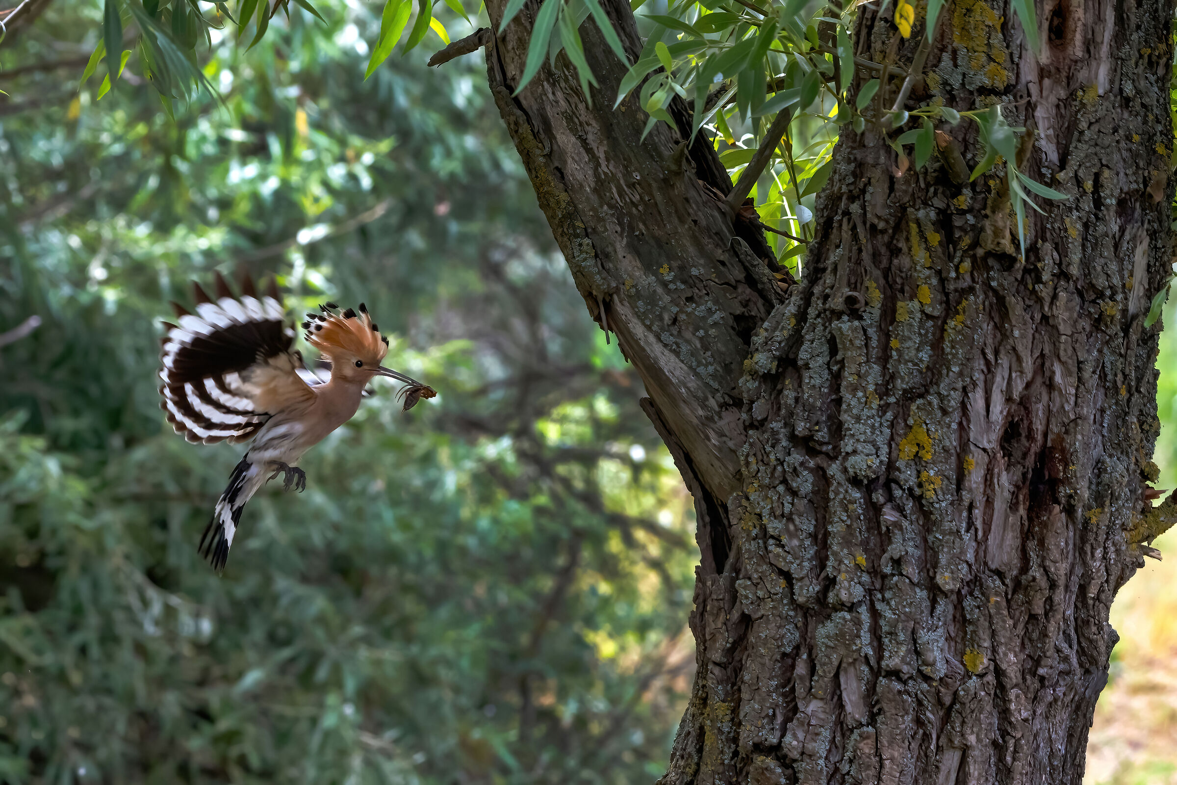 Hoopoe (Hoopoe epops)