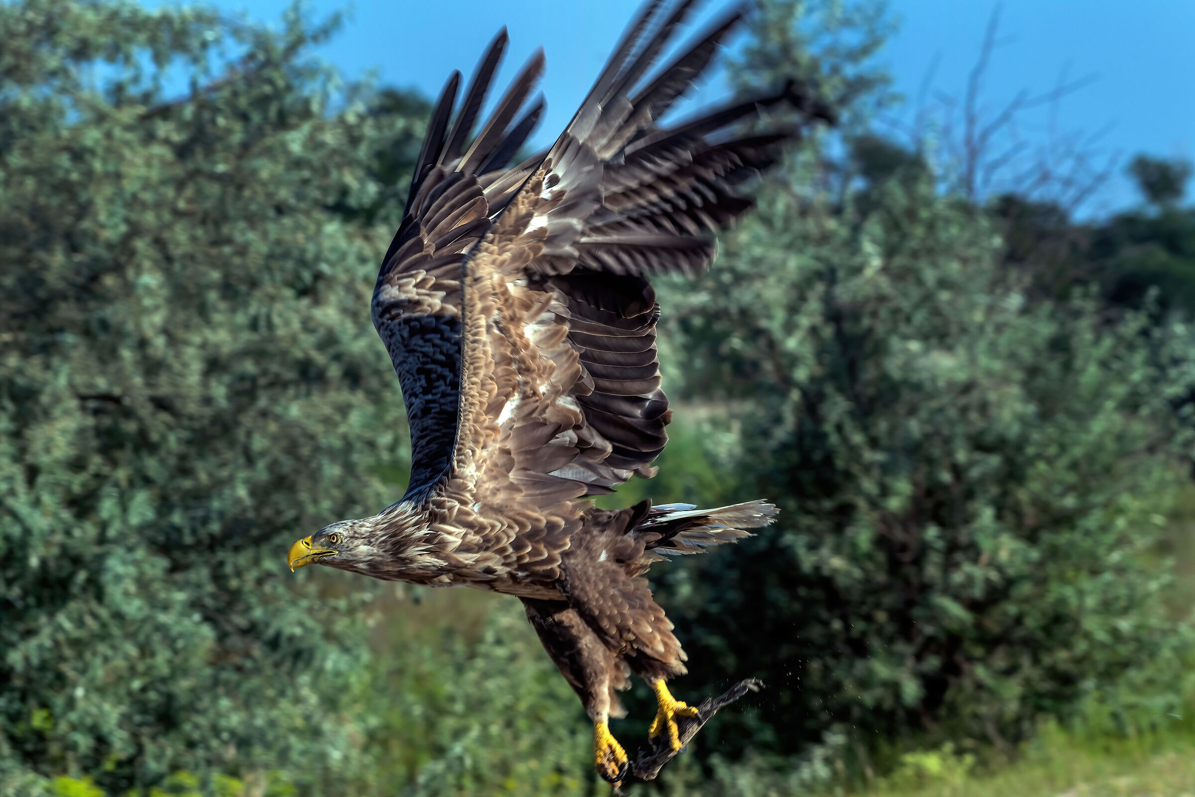 Sea eagle (Haliaeetus albicilla)