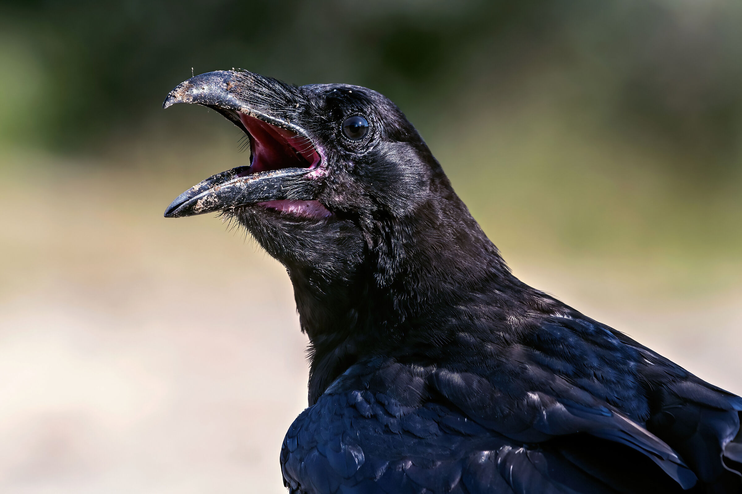 Imperial raven (Corvus corax)