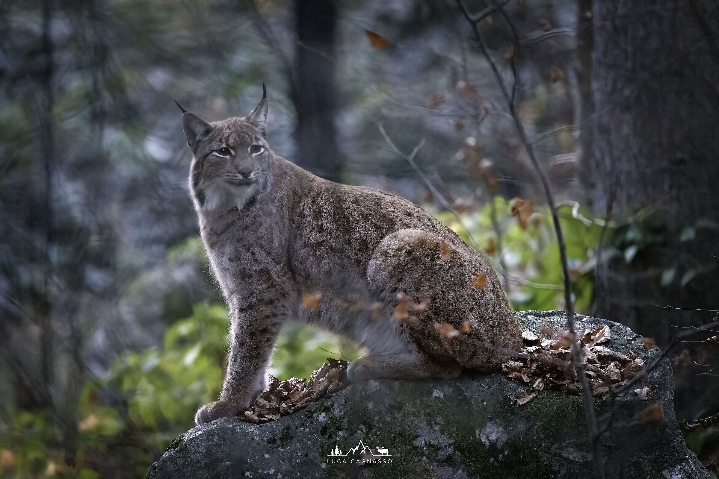 Lince - 02