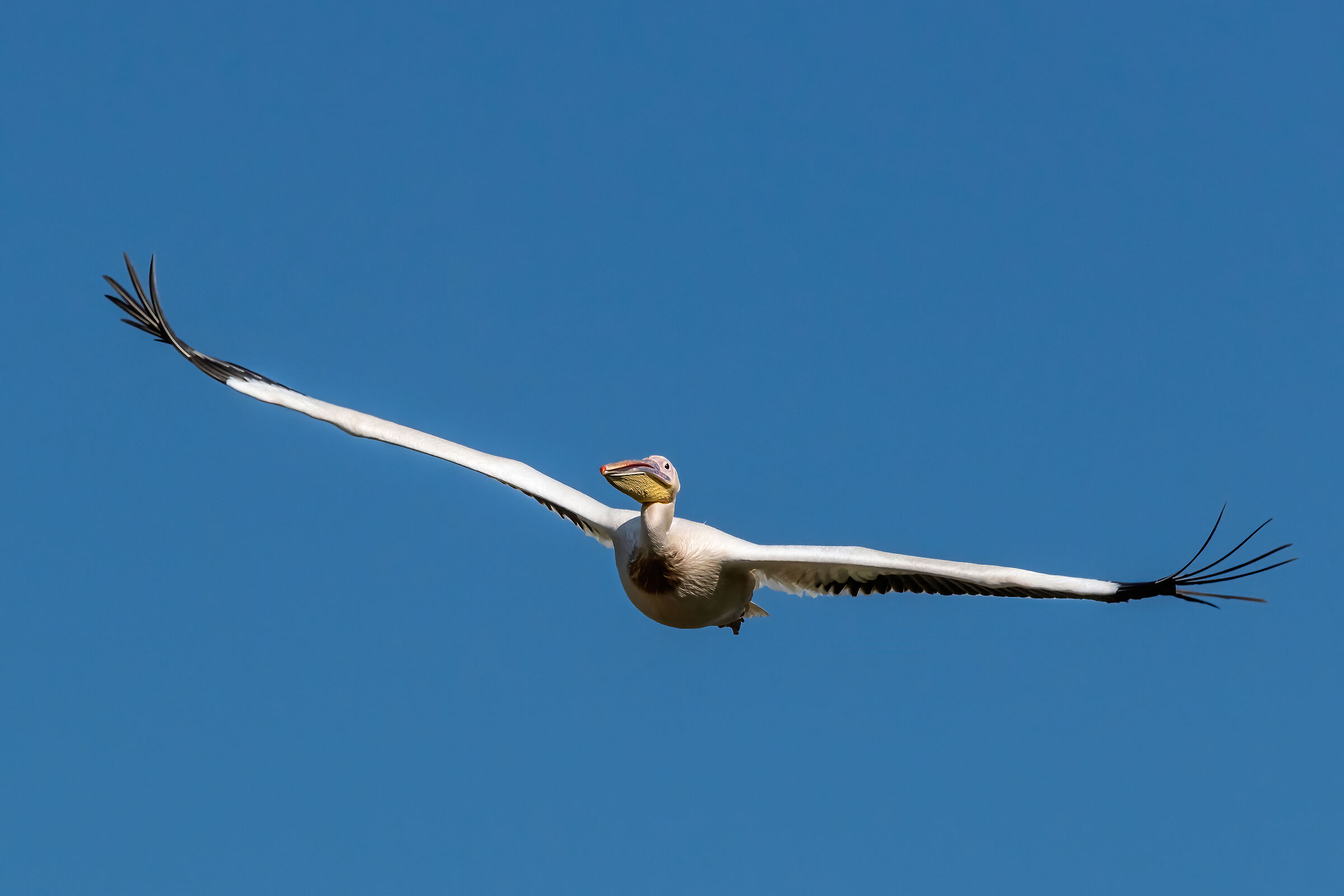 Pelican (Pelecanus onocrotalus)