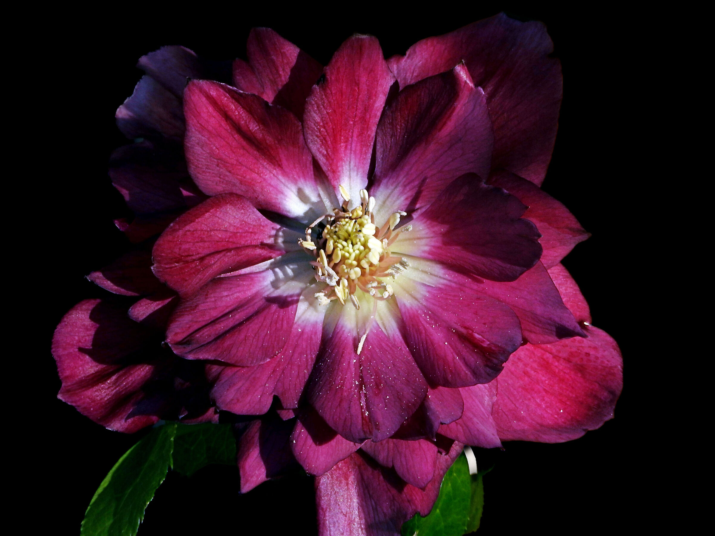 Helleborus double