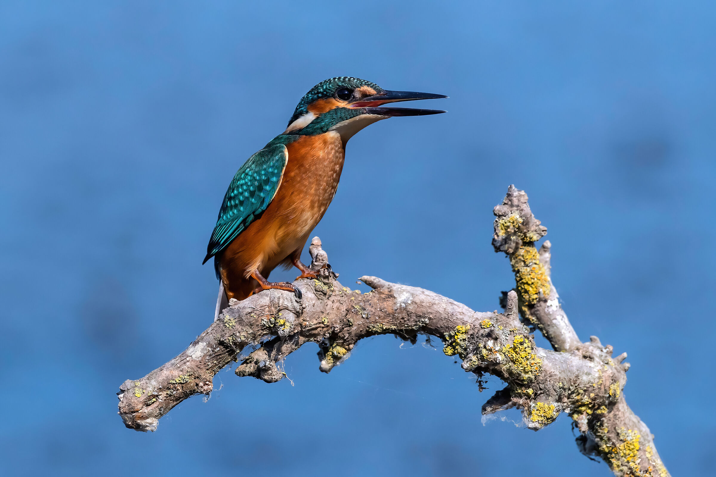 Martin pescatore (Alcedo atthis)