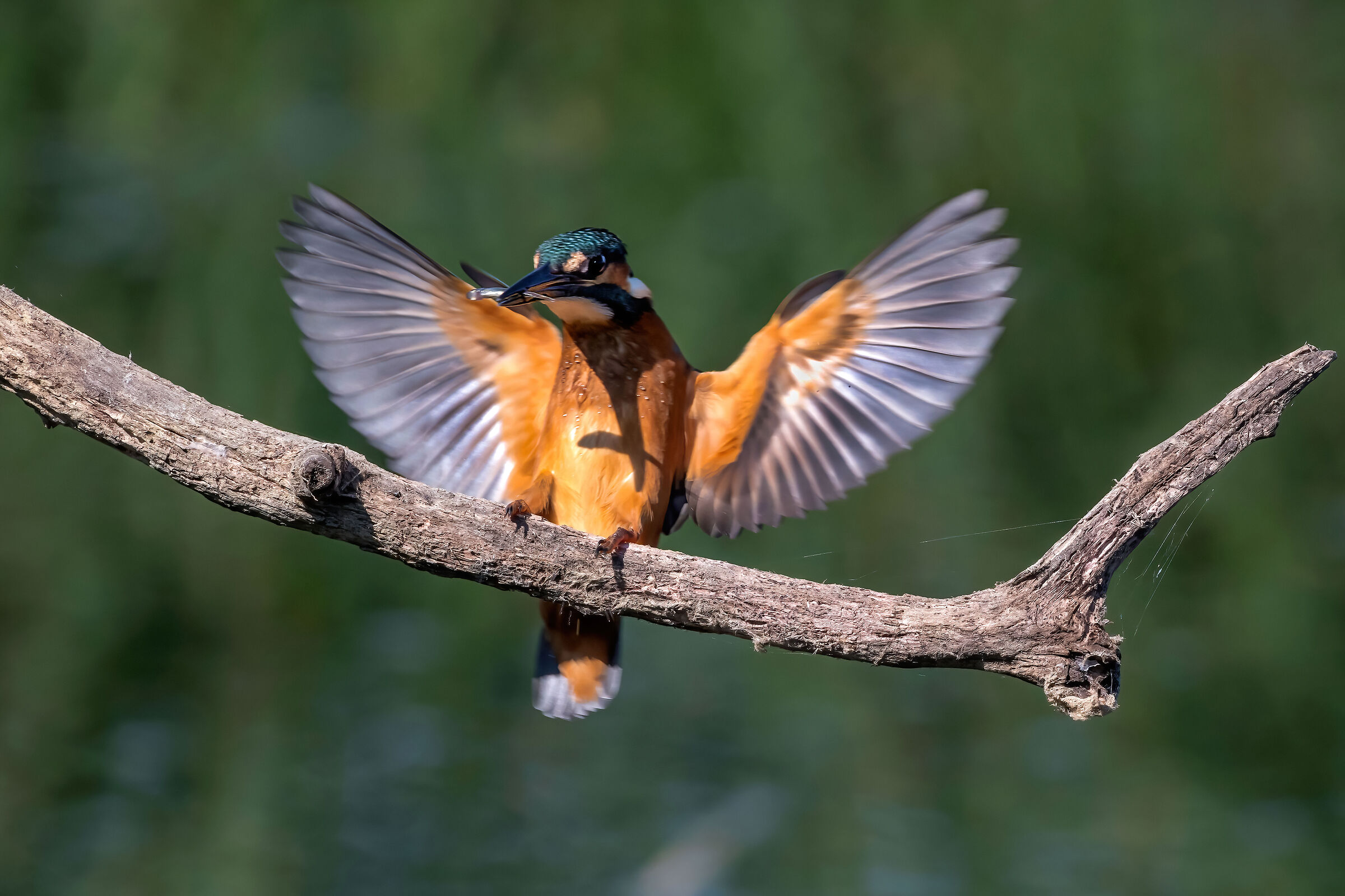 Kingfisher (Alcedo atthis)