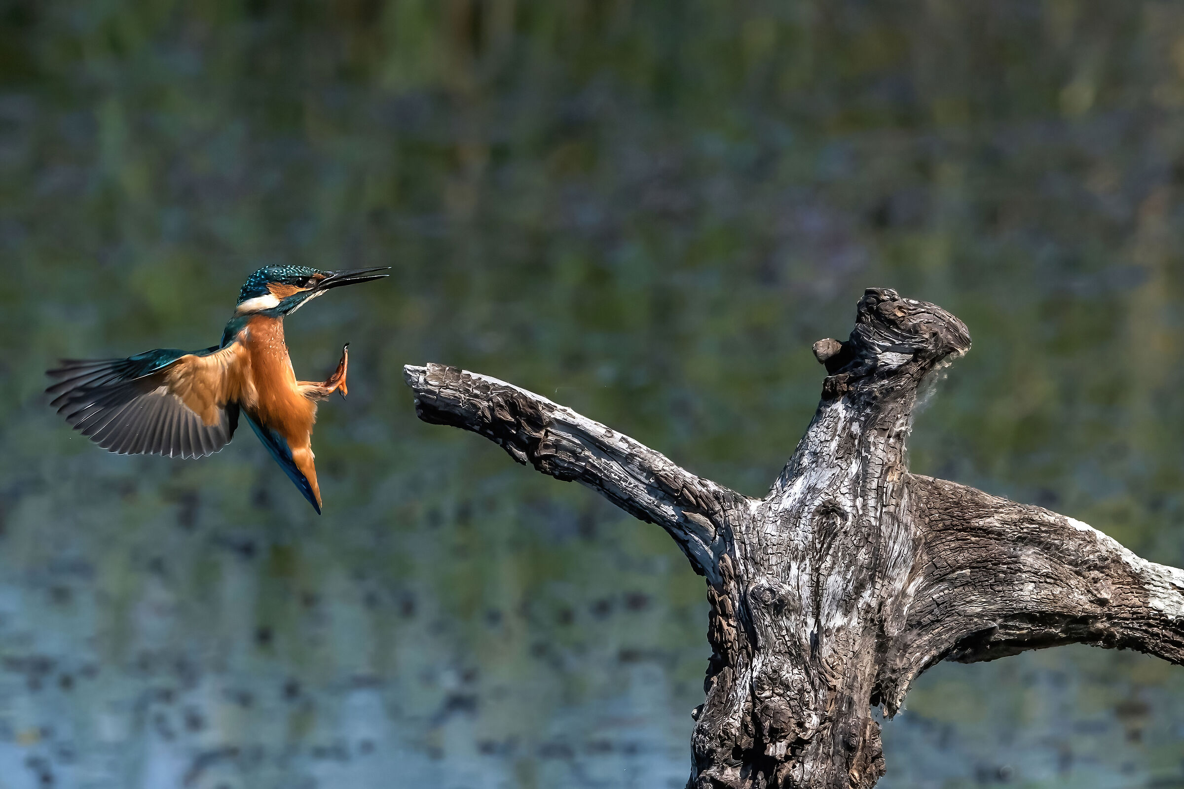 Martin pescatore (Alcedo atthis)