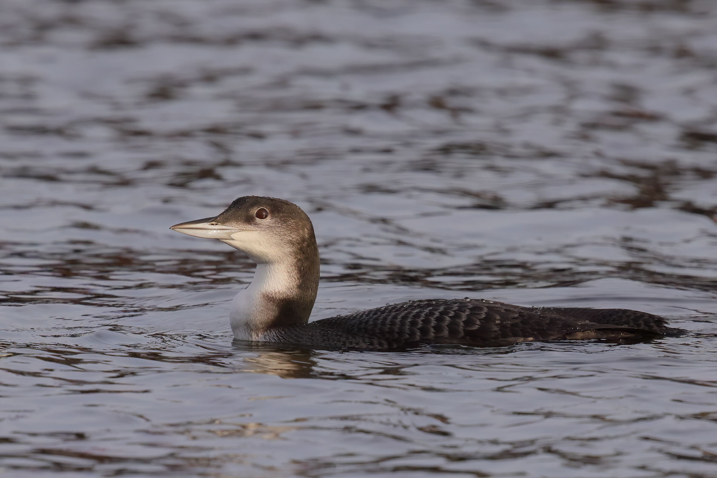Great northern diver