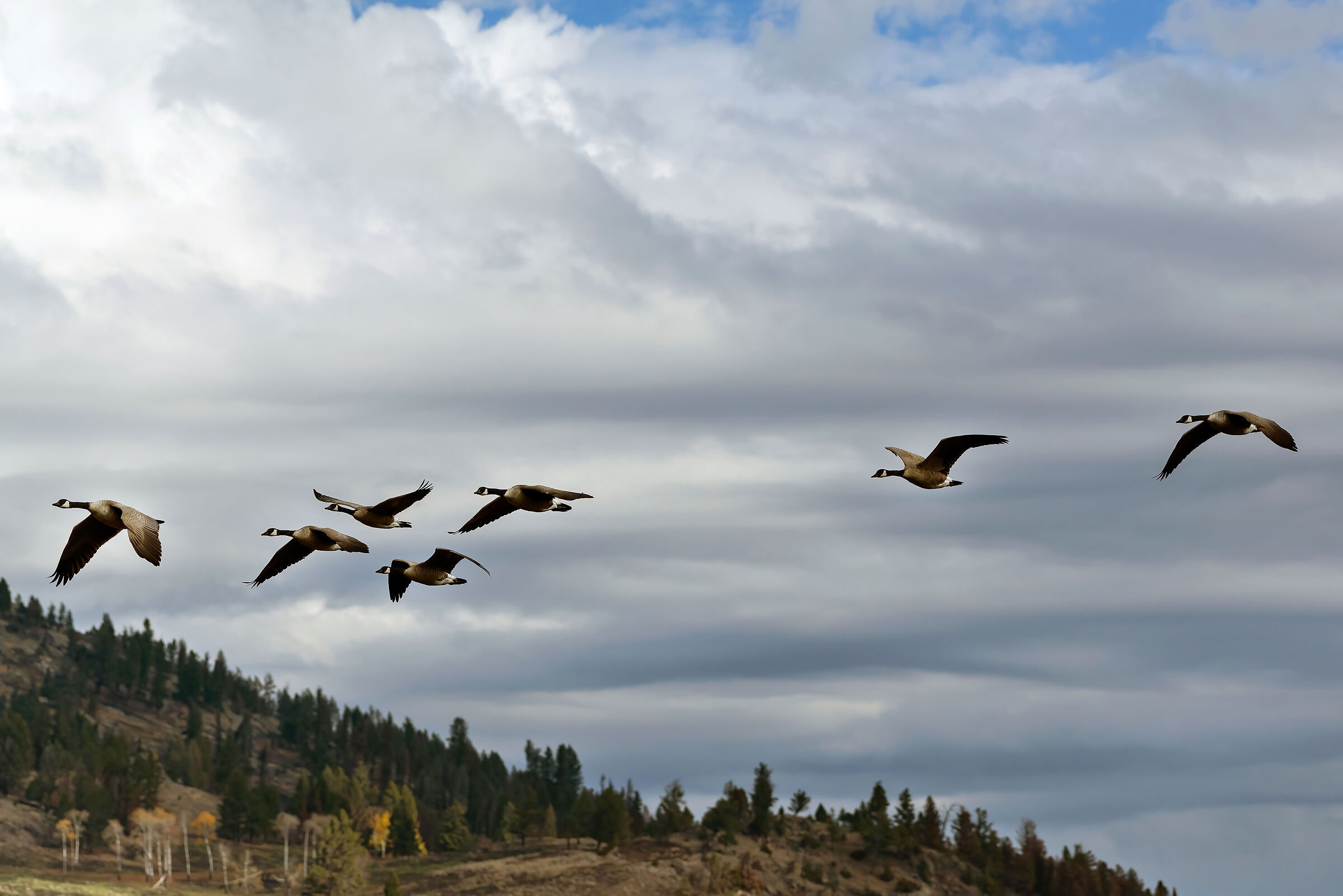 Canadian geese (Branta canadensis)