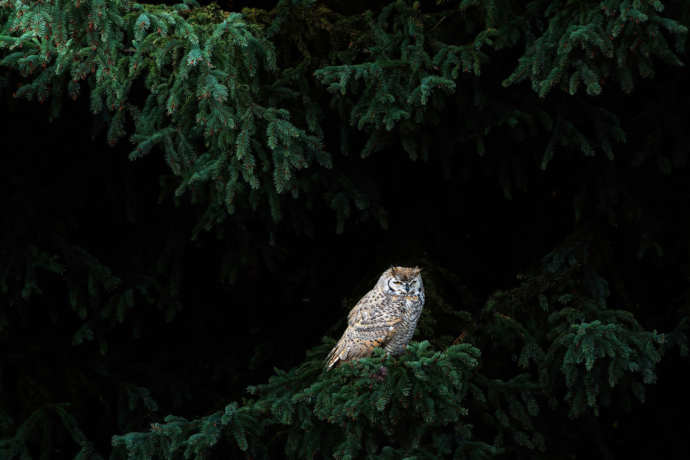 Eagle owl (Bubo bubo)