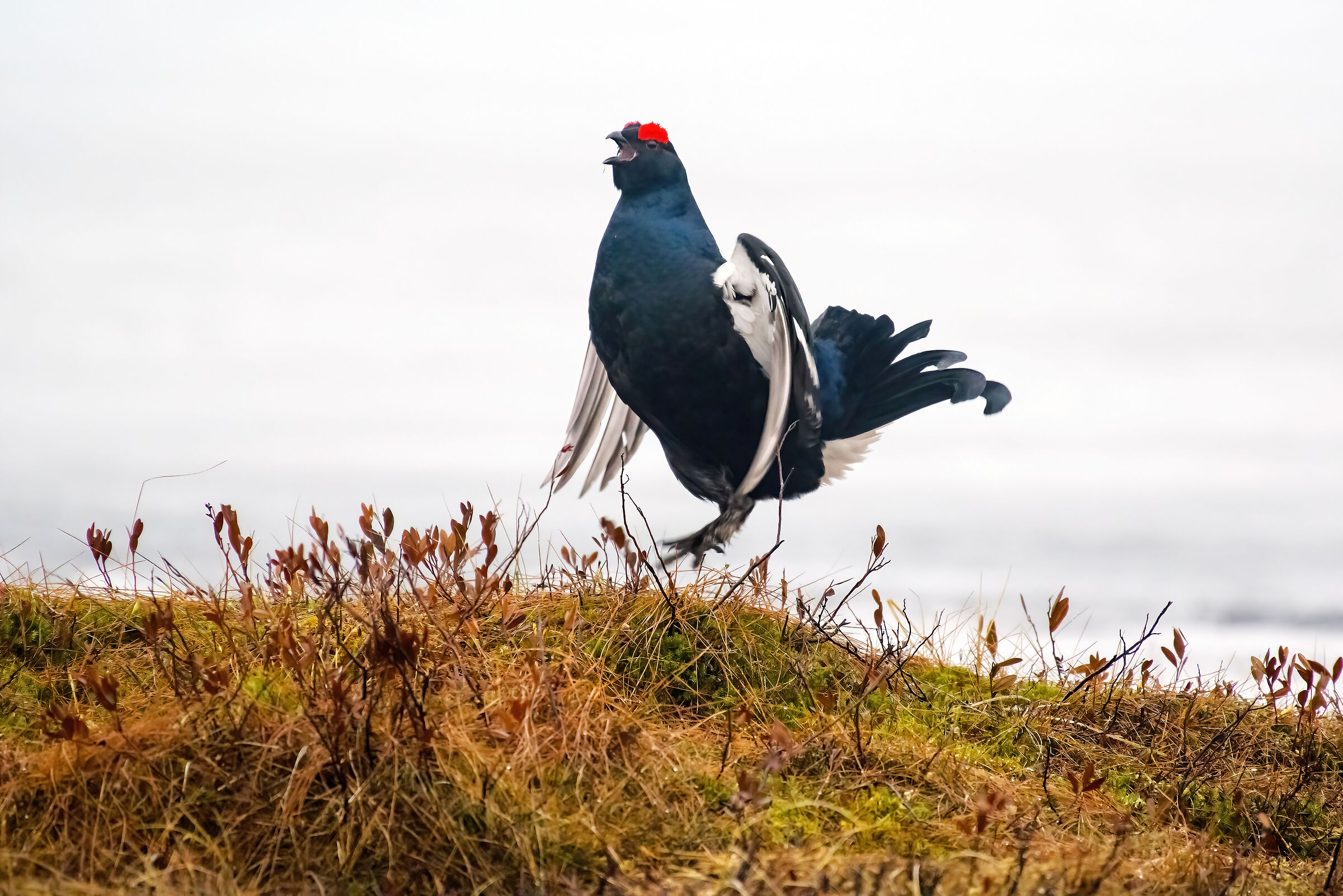 Black grouse (Tetrao tetrix)