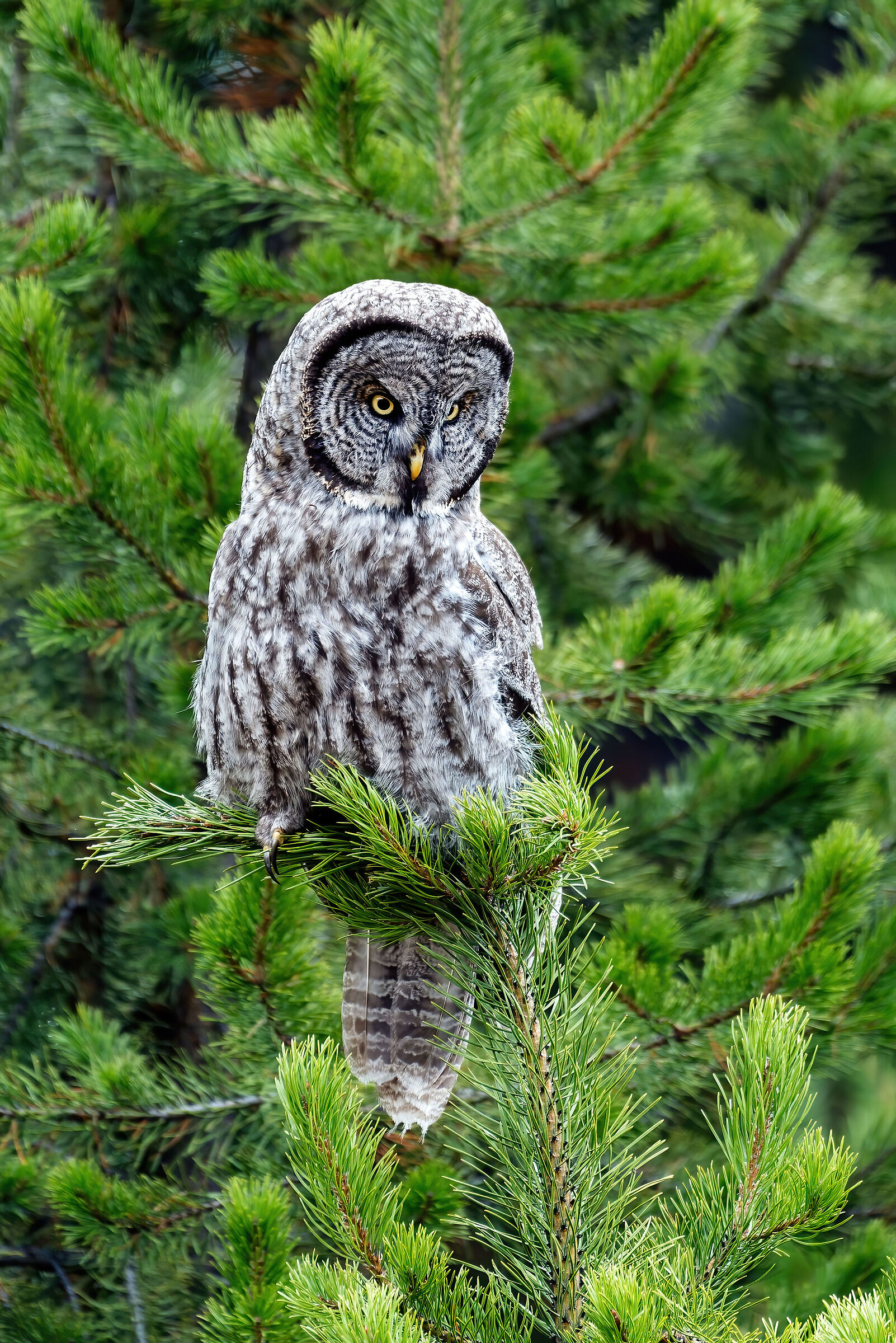Allocco di Lapponia (Strix nebulosa), Great Grey Owl