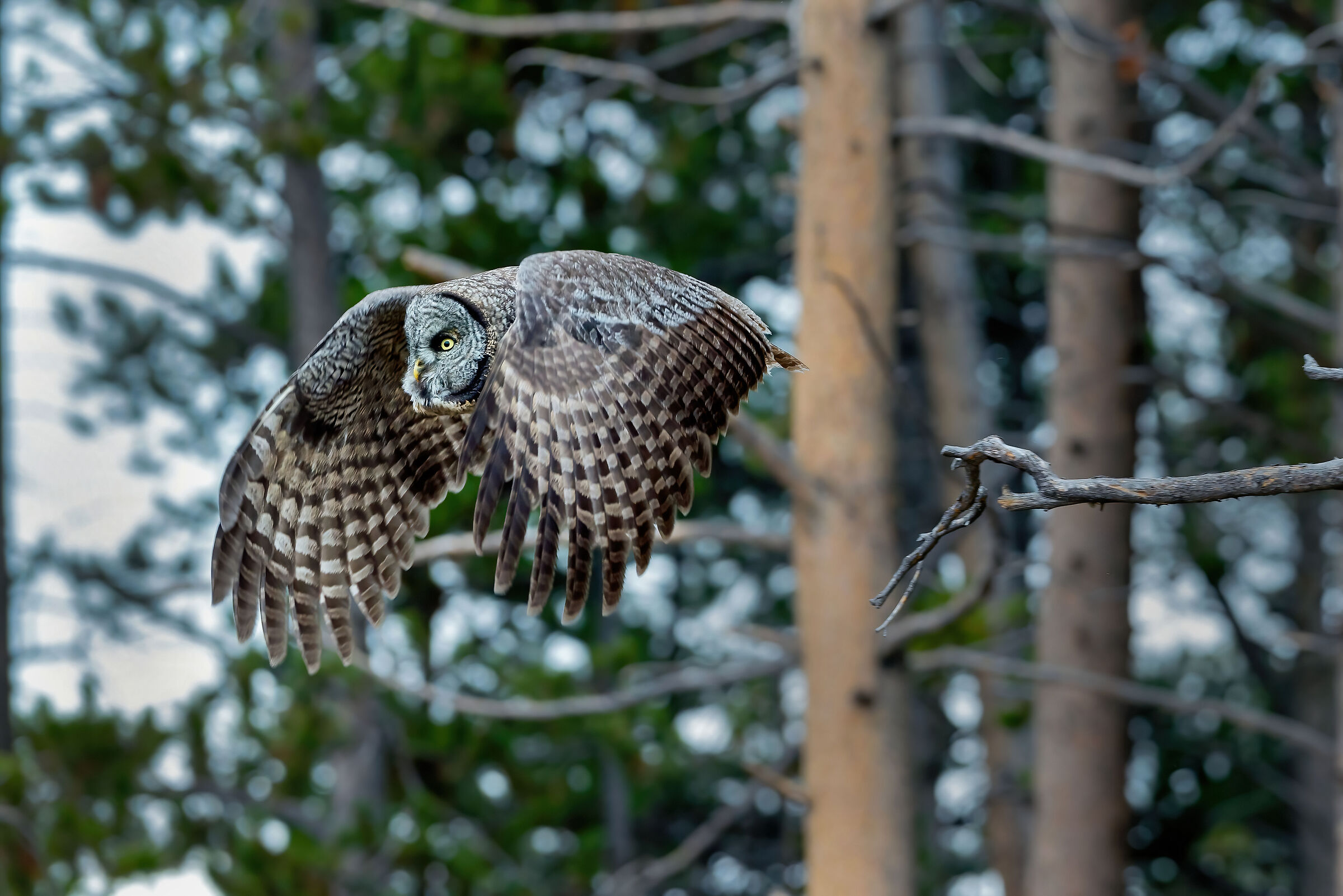 Allocco di Lapponia (Strix nebulosa), Great Grey Owl