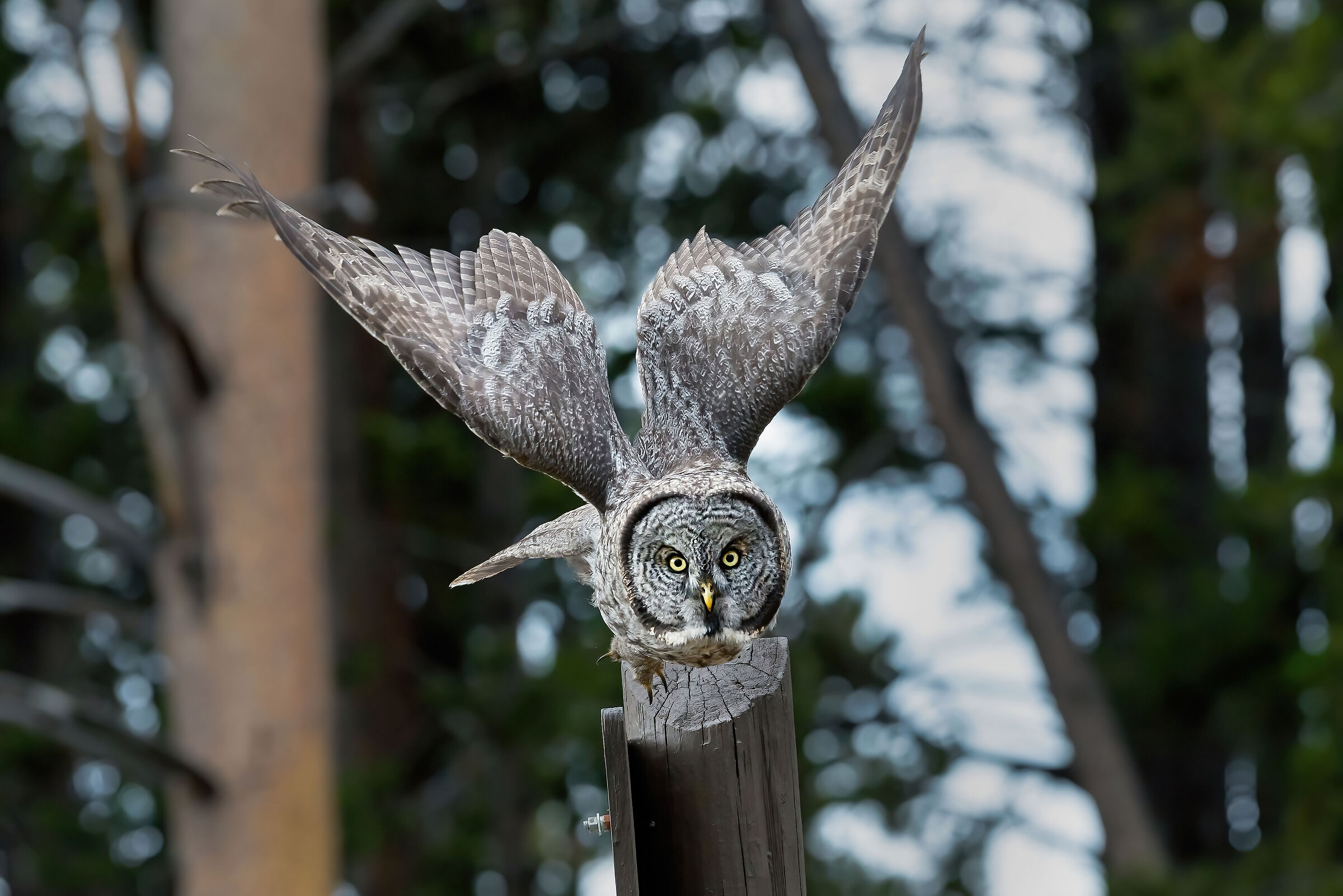 Lapland Owl (Strix nebulosa), Great Grey Owl