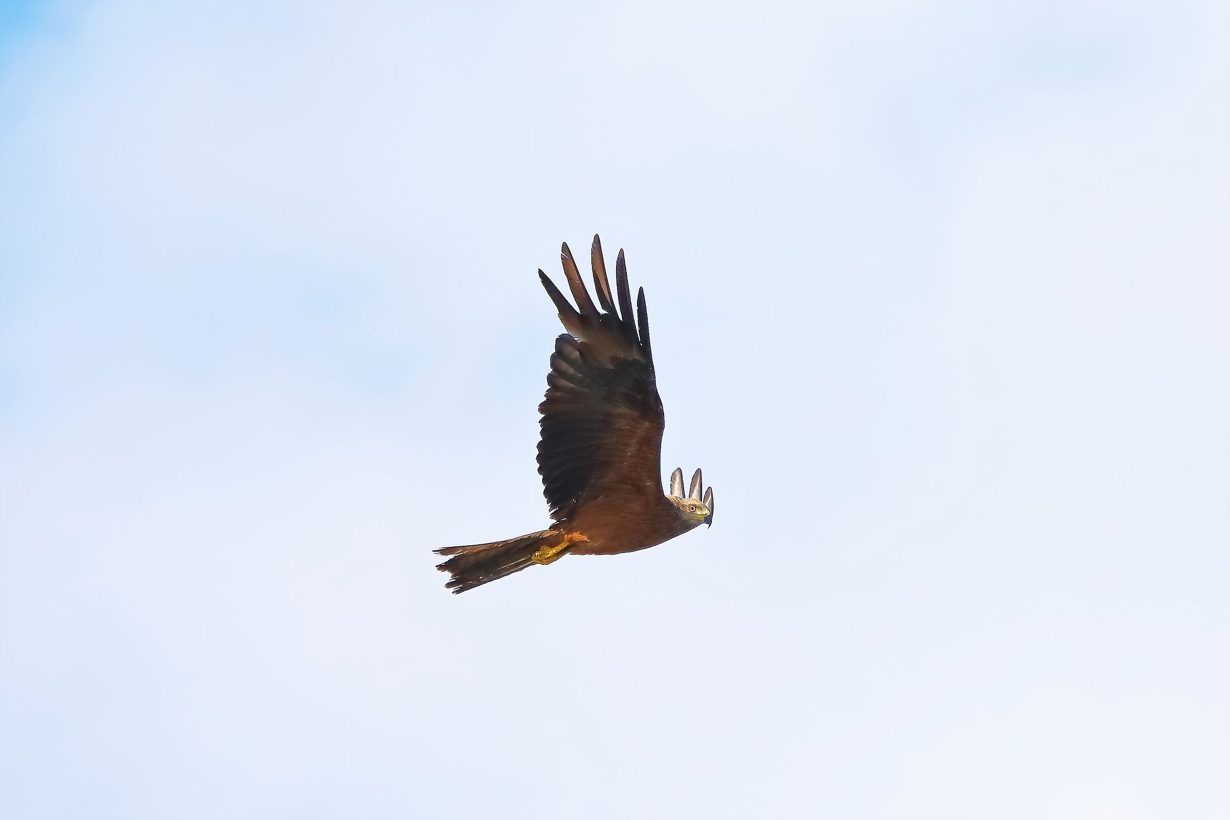 Nibbio bruno 08-08-2022