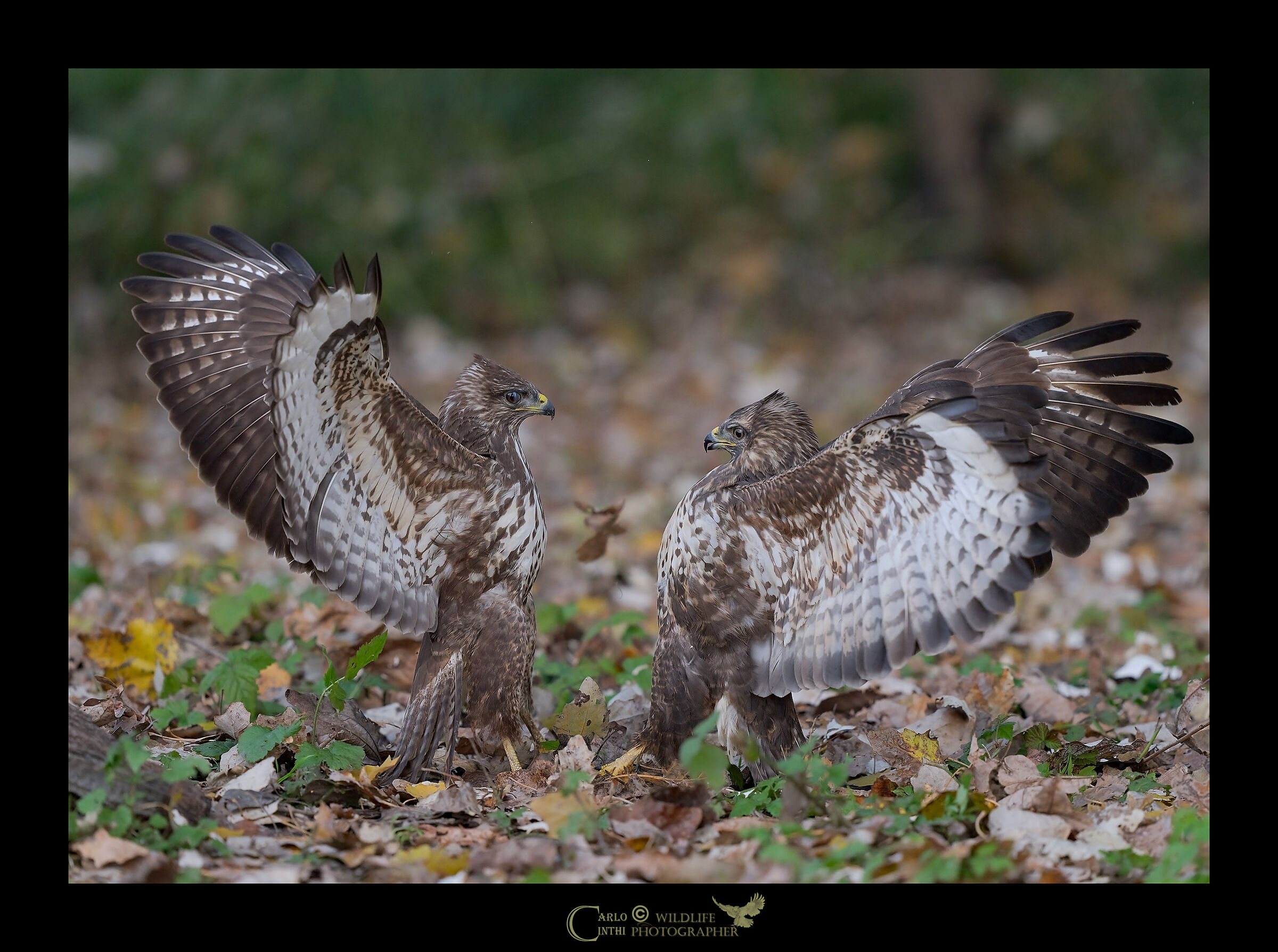 Buzzards