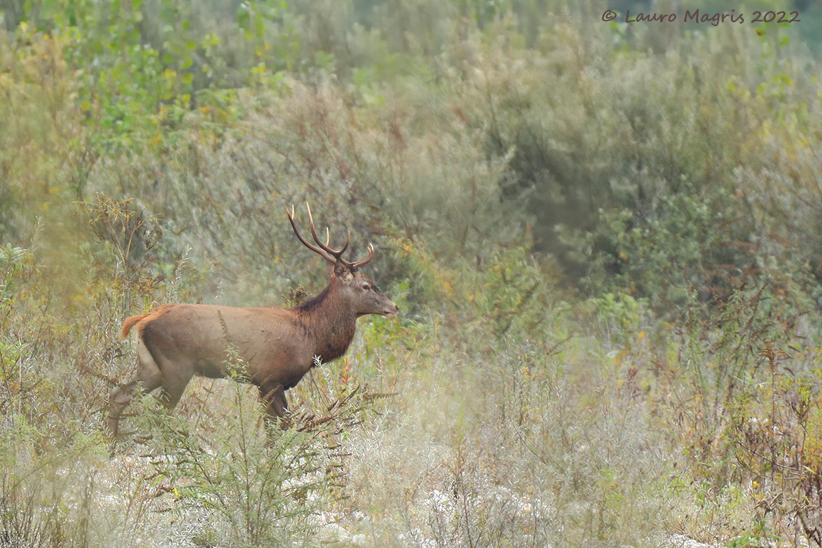 Passaggio nella foschia