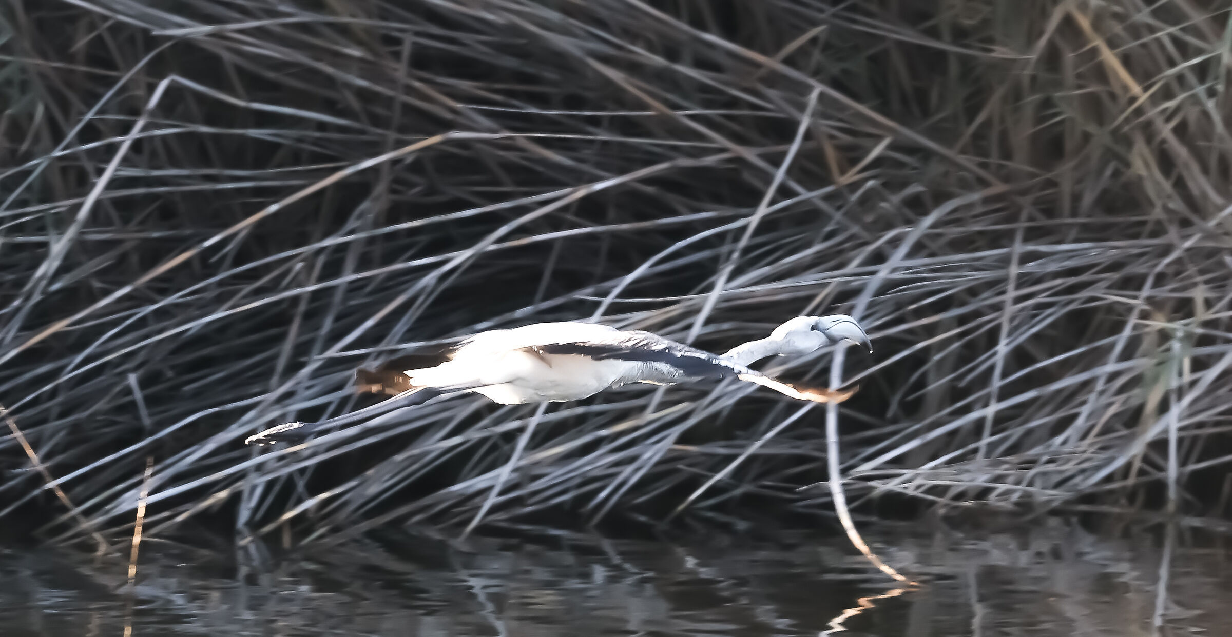 Piccolo Fenicottero in volo