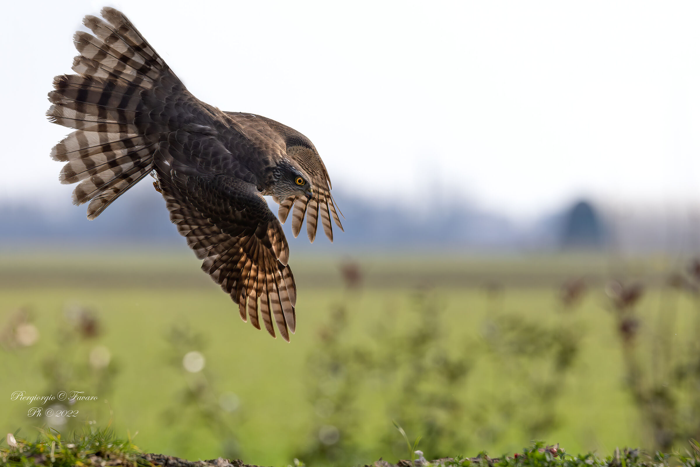 Sparrowhawk