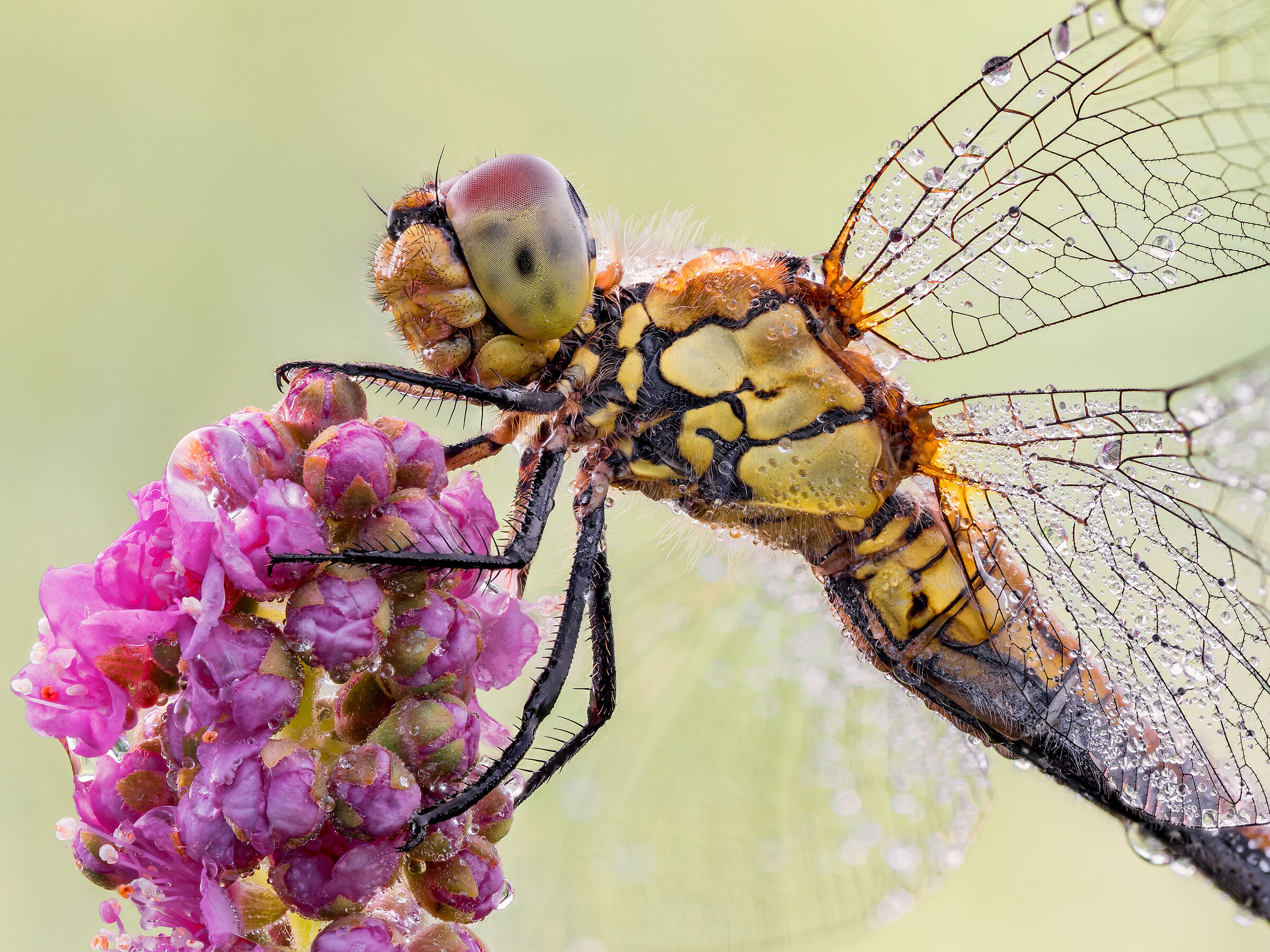 Sympetrum sanguineum