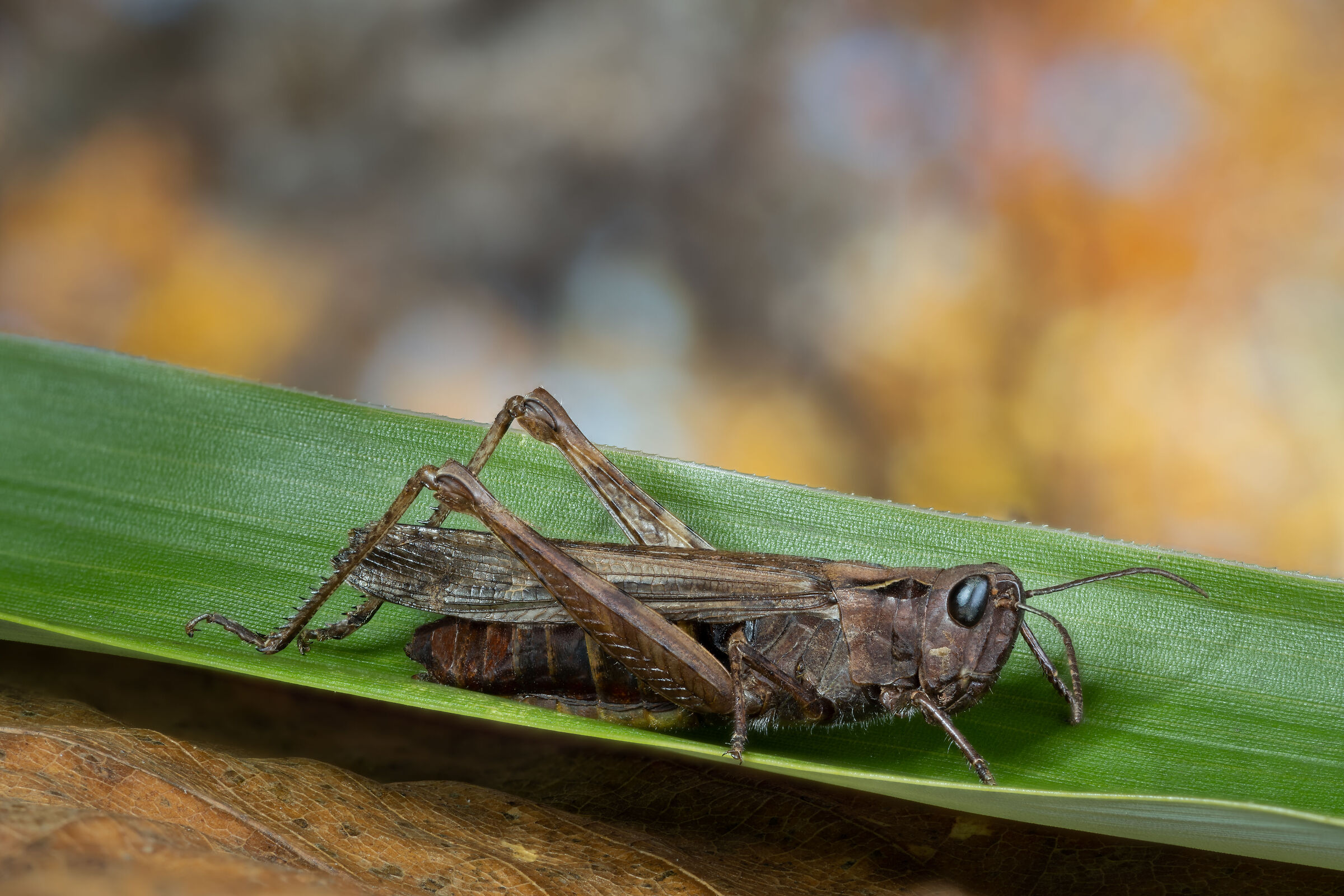 L'autunno delle cavallette